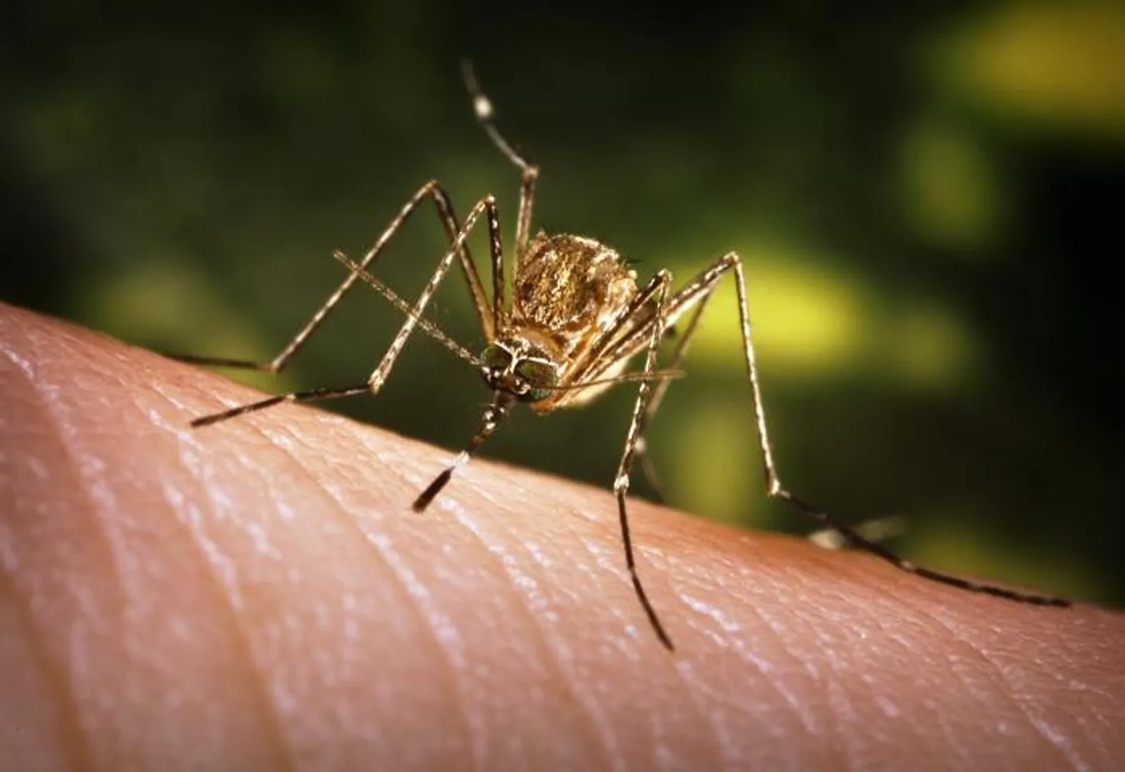 WION Climate Tracker: Australia at risk of Japanese Encephalitis outbreak?