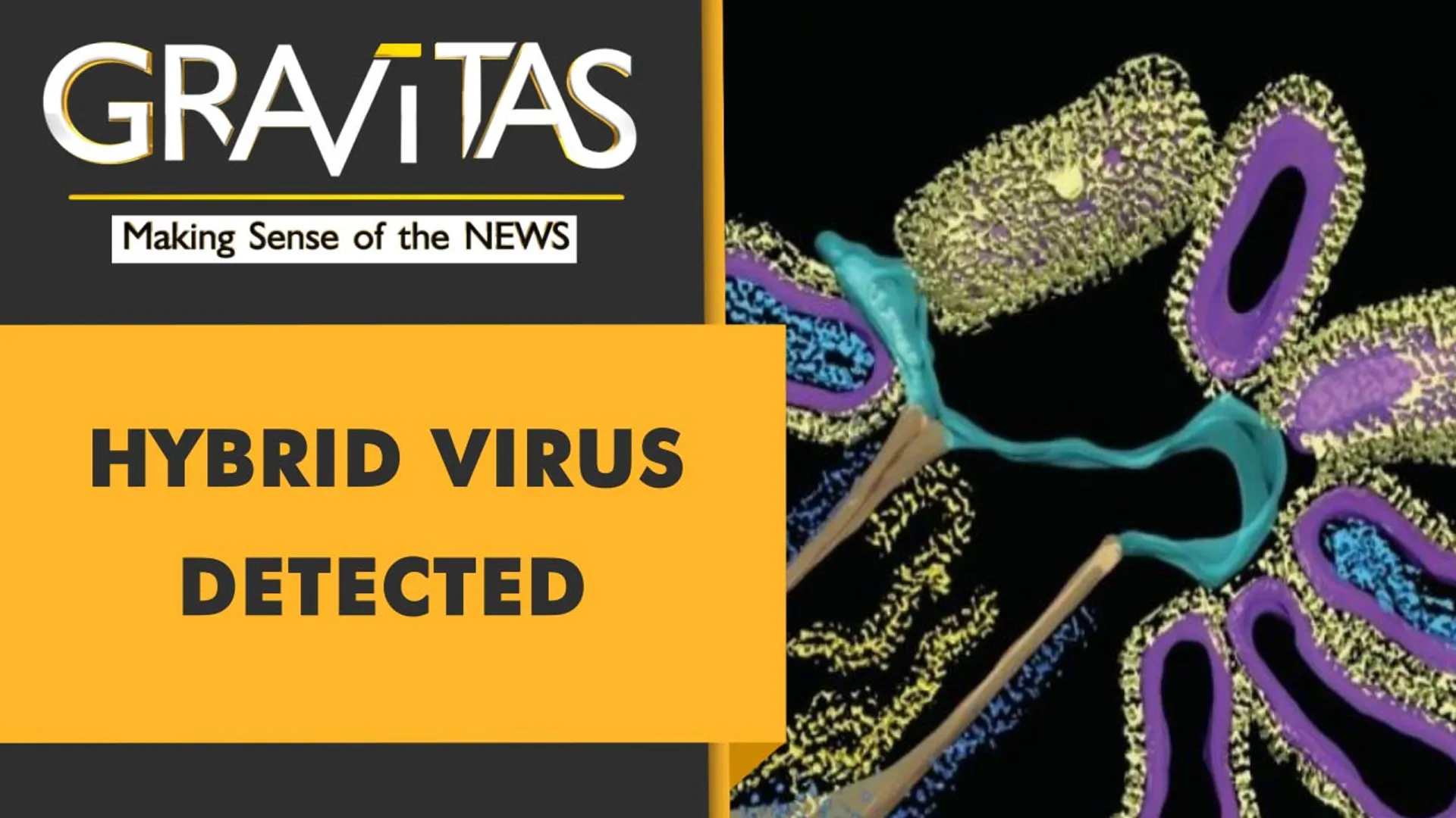 Gravitas: New Hybrid virus detected