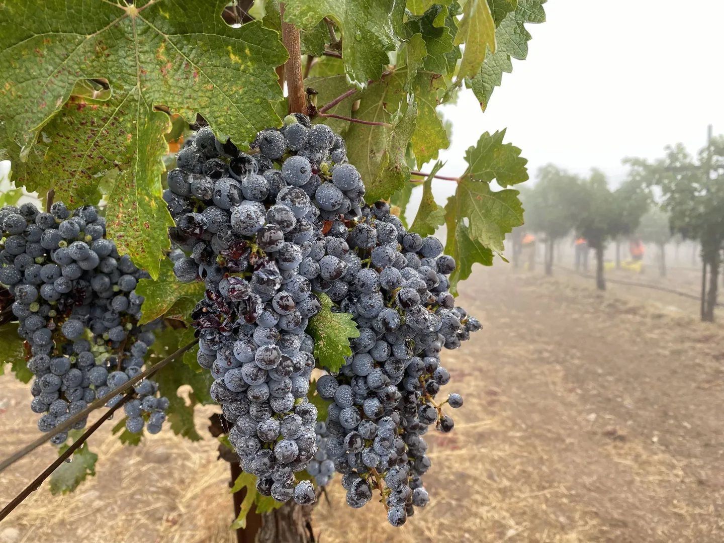 WION Climate Tracker | France: Warmer winters cause grape vines to produce early buds