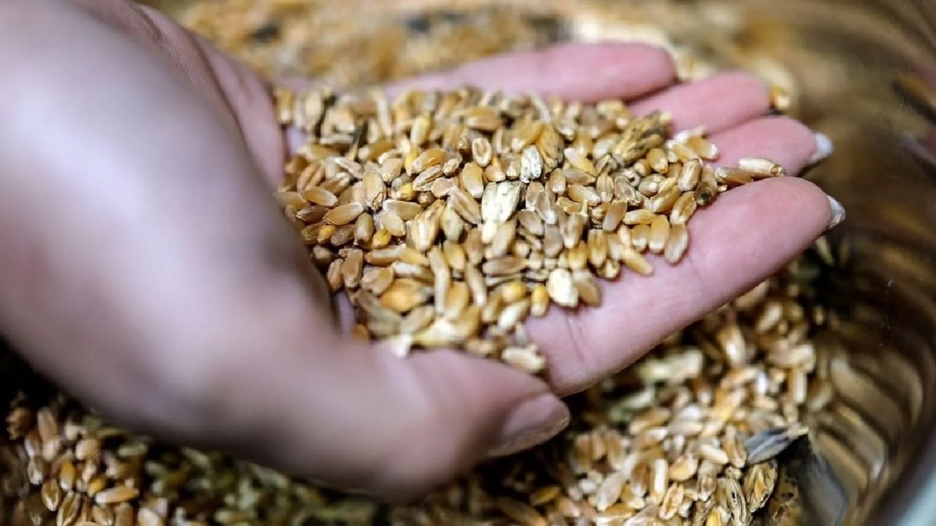 Israeli scientists step up efforts to grow climate change-resistant crops