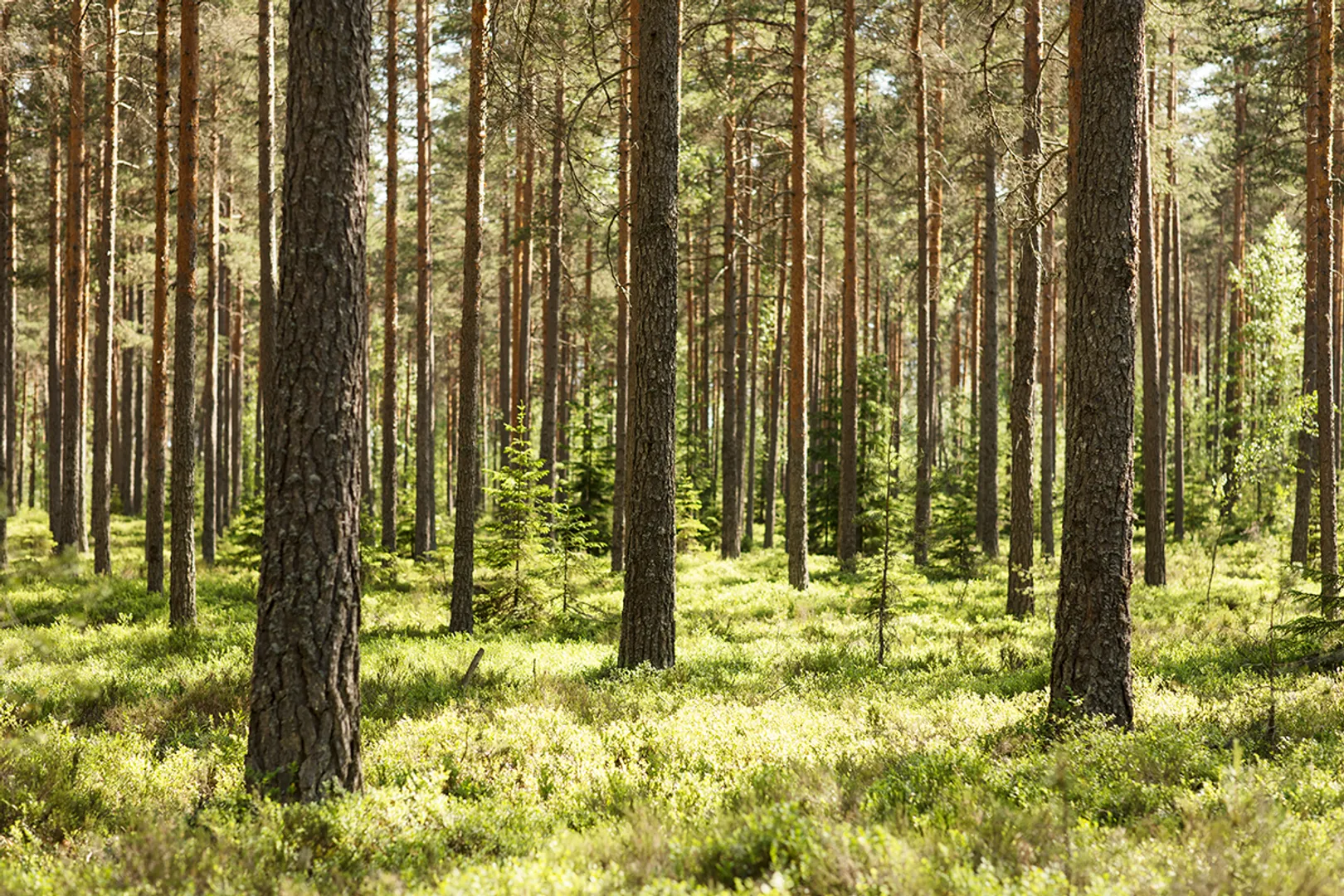 WION Climate Tracker: The tree killer bees of Finland