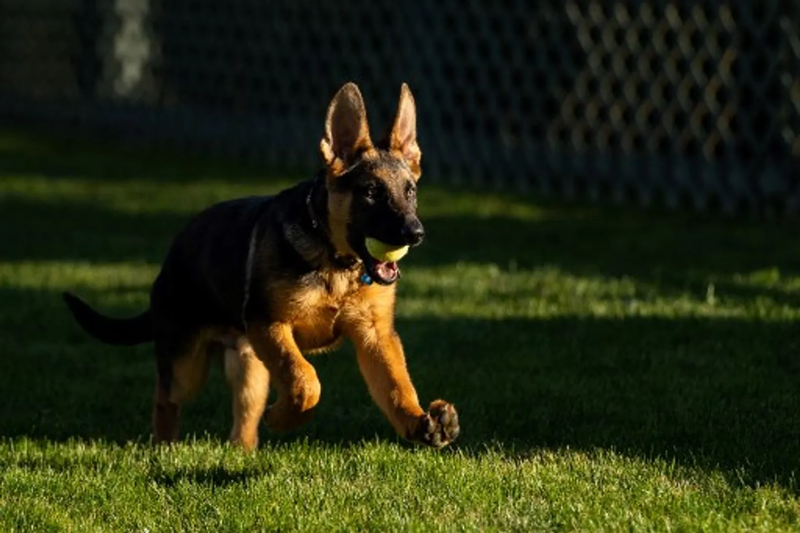 Christmas gift: Dog, found 1,600 miles away from where it went missing, reunites with familyÂ 