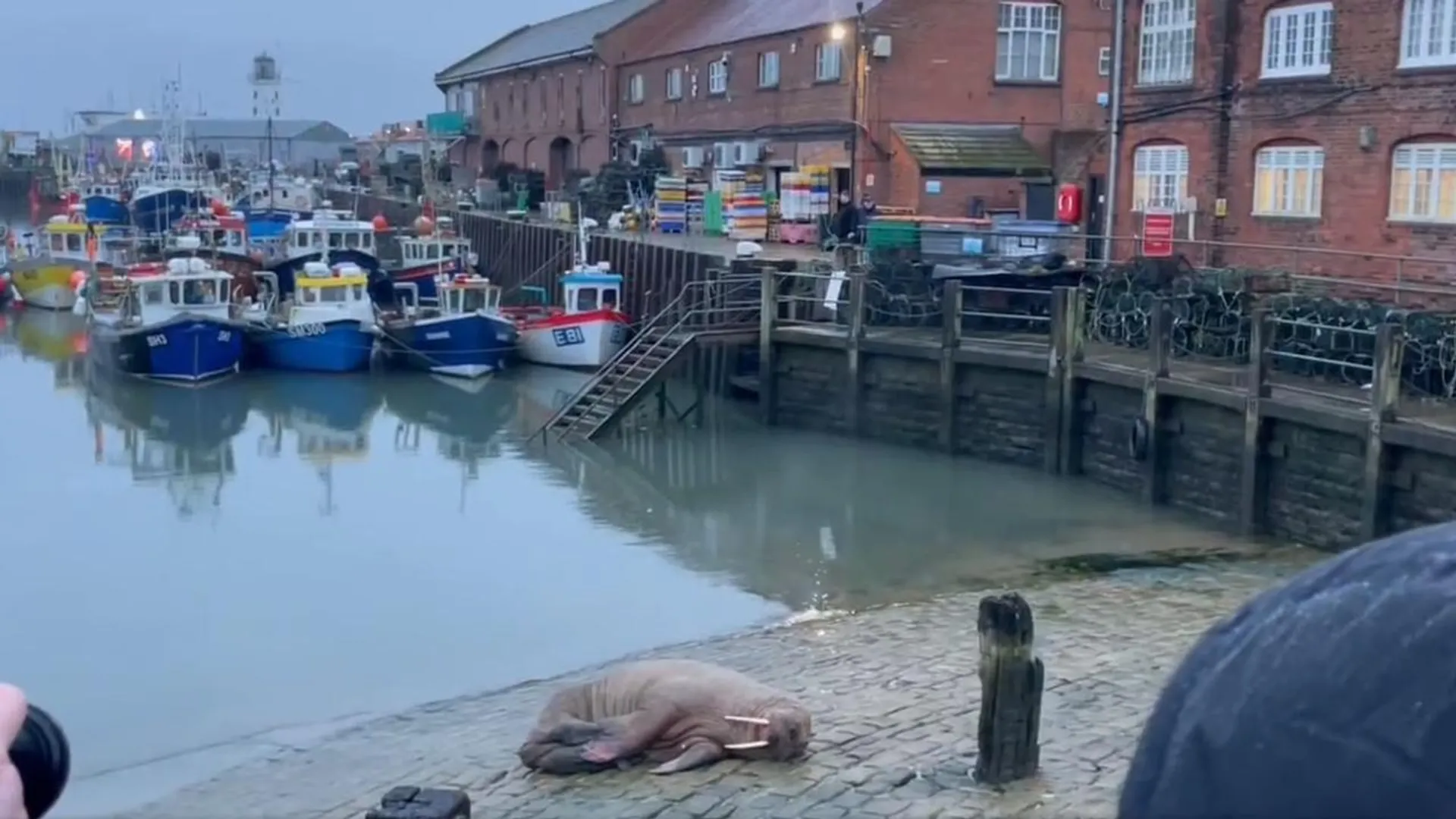 City in England cancels New Year fireworks to welcome rare Arctic walrus; videos go viral on social media
