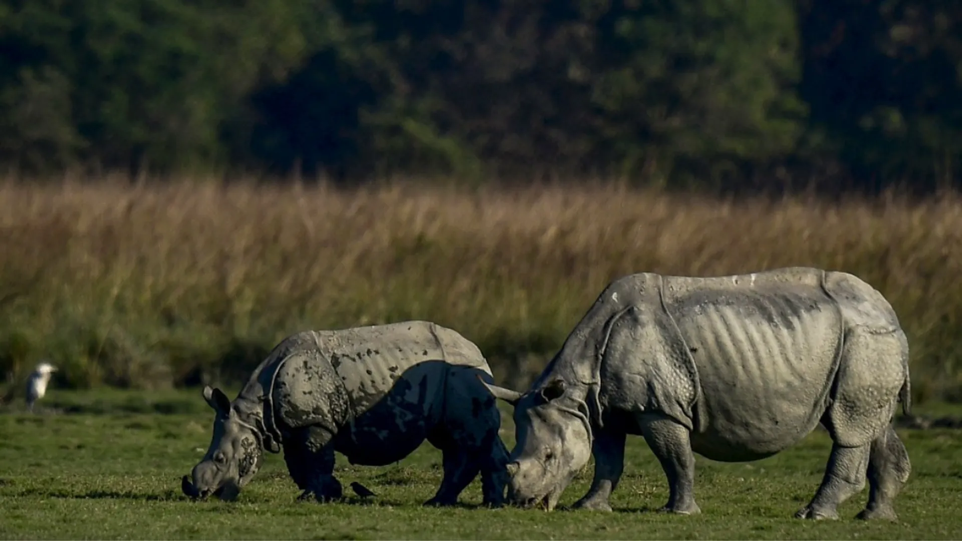 Biker chased and mauled to death by wild rhino in India's Assam - Video