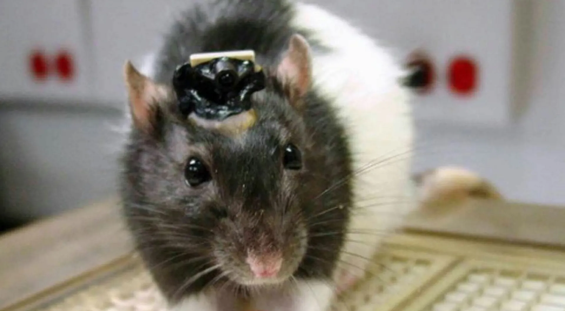 Indian scientists create ârat cyborgsâ for security forces' intelligence surveillance