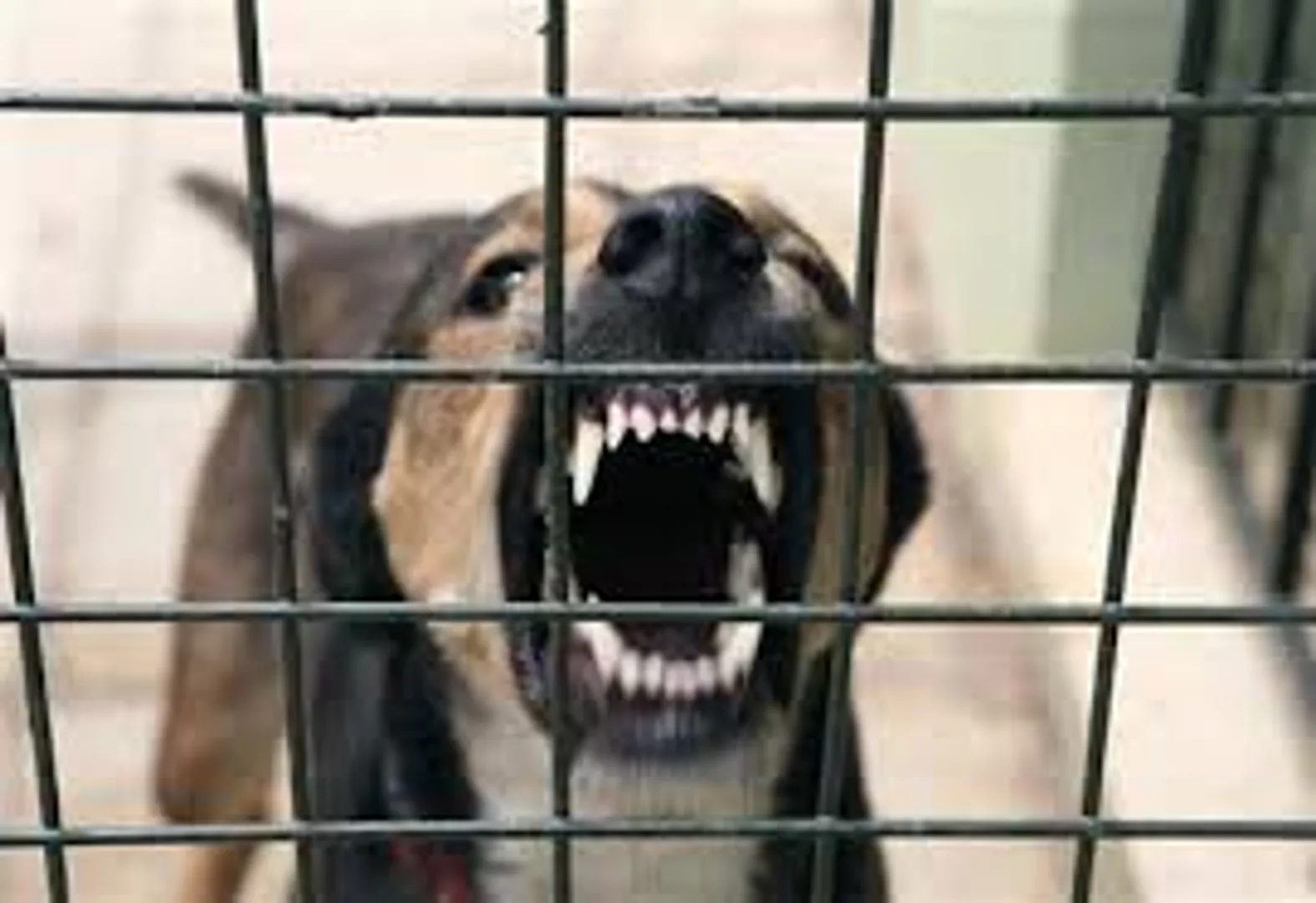 UK: Young woman mauled to death by dog in Surrey, another hospitalised