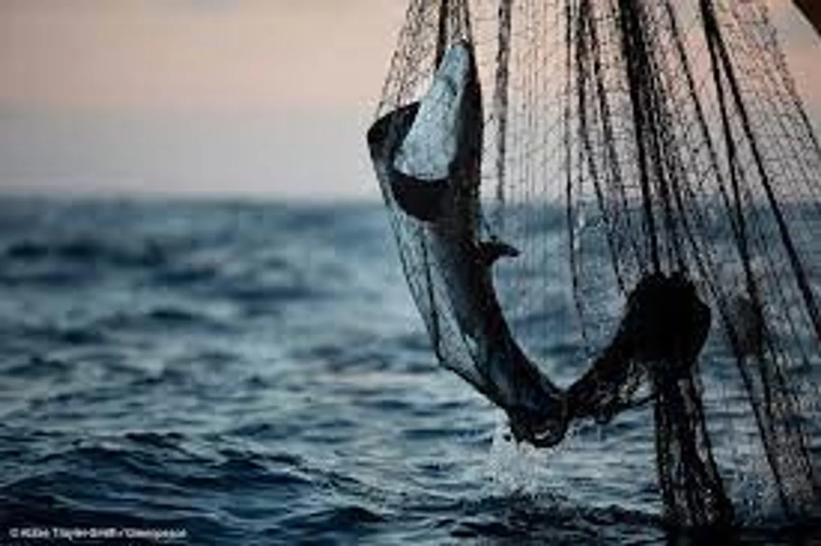 Consuming one wild fish is equivalent to month of drinking âforever chemicalsâ water: Study