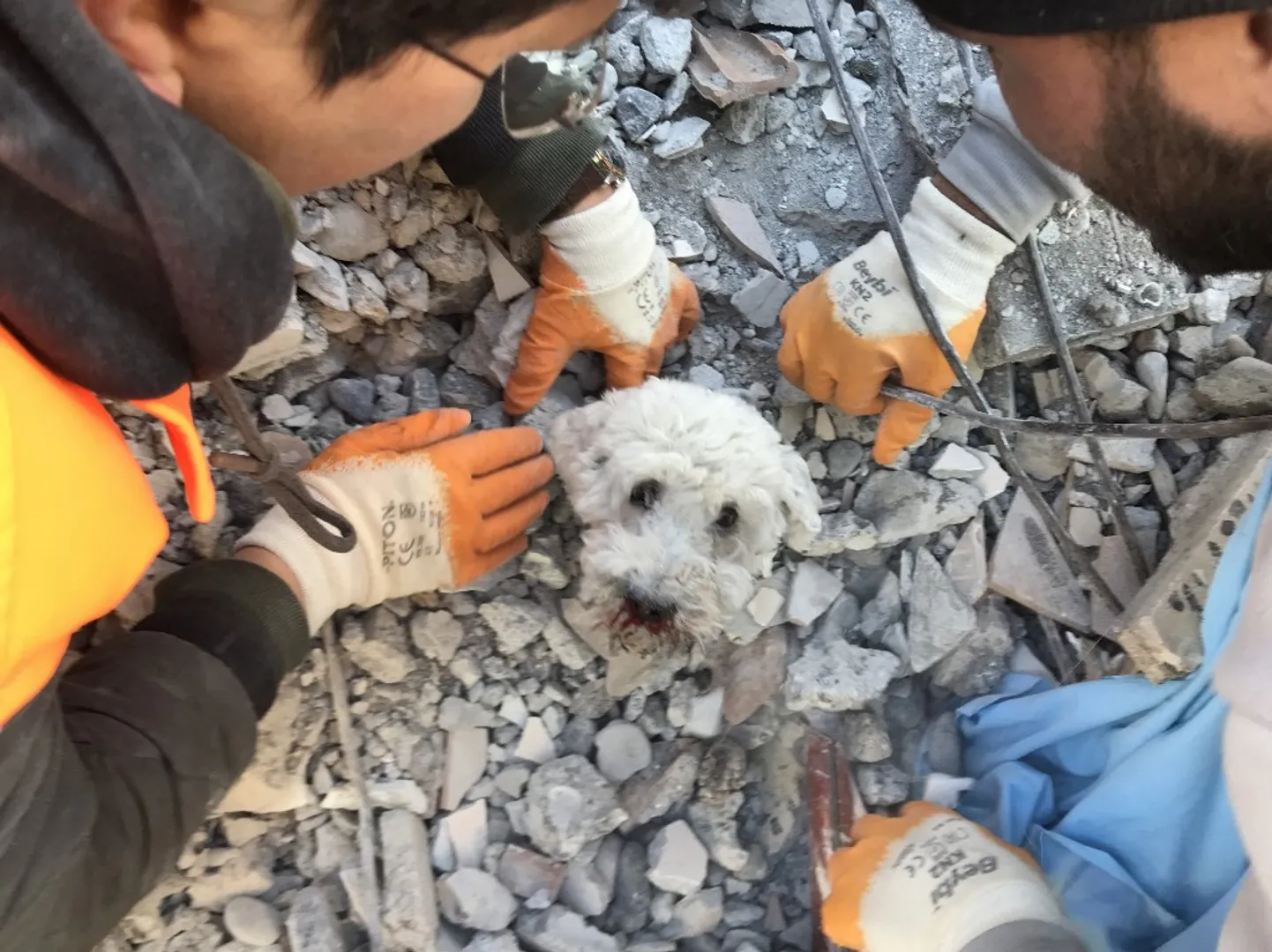 WATCH | Rescuers save dog after four days in earthquake-hit Turkey