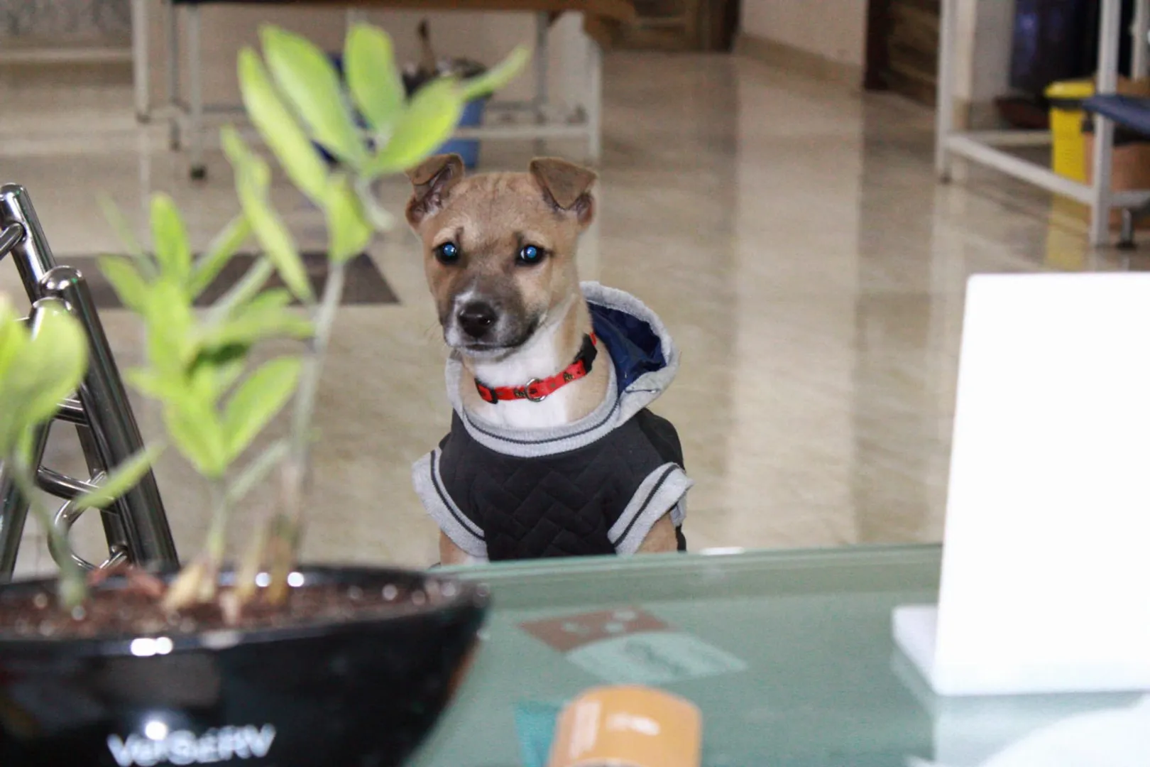 Why one Should Adopt an Indian Breed Dog? Find out the reasons