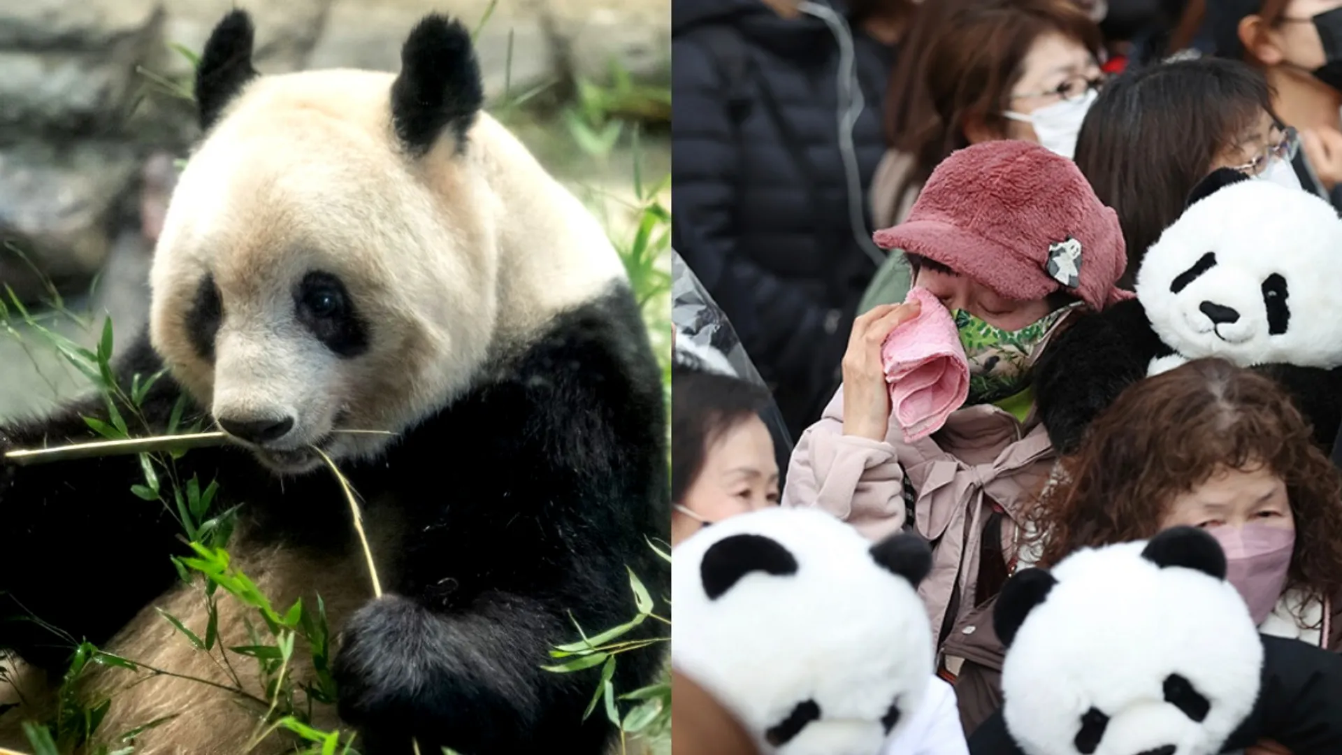 Tears flow as Japan sends Xiang Xiang the giant panda 'home' to China
