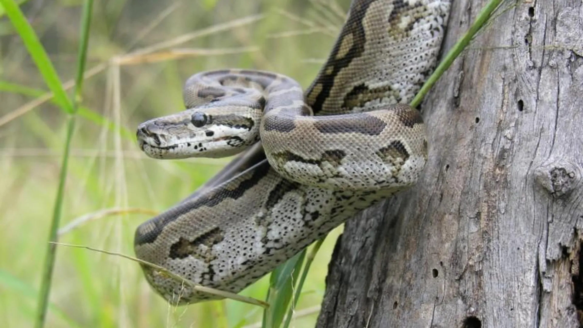 Python grabs woman in Thailand, grips her for two hours before she was freed
