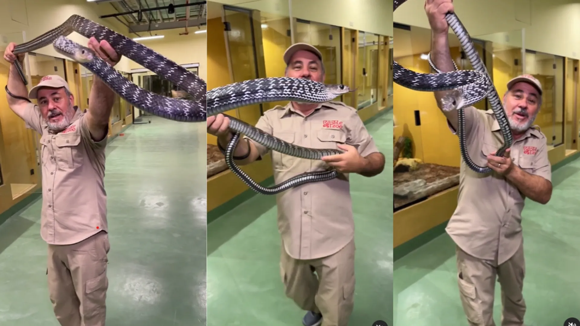 WATCH | Hair-raising video captures nine-foot-long rat snake trying to bite zookeeper