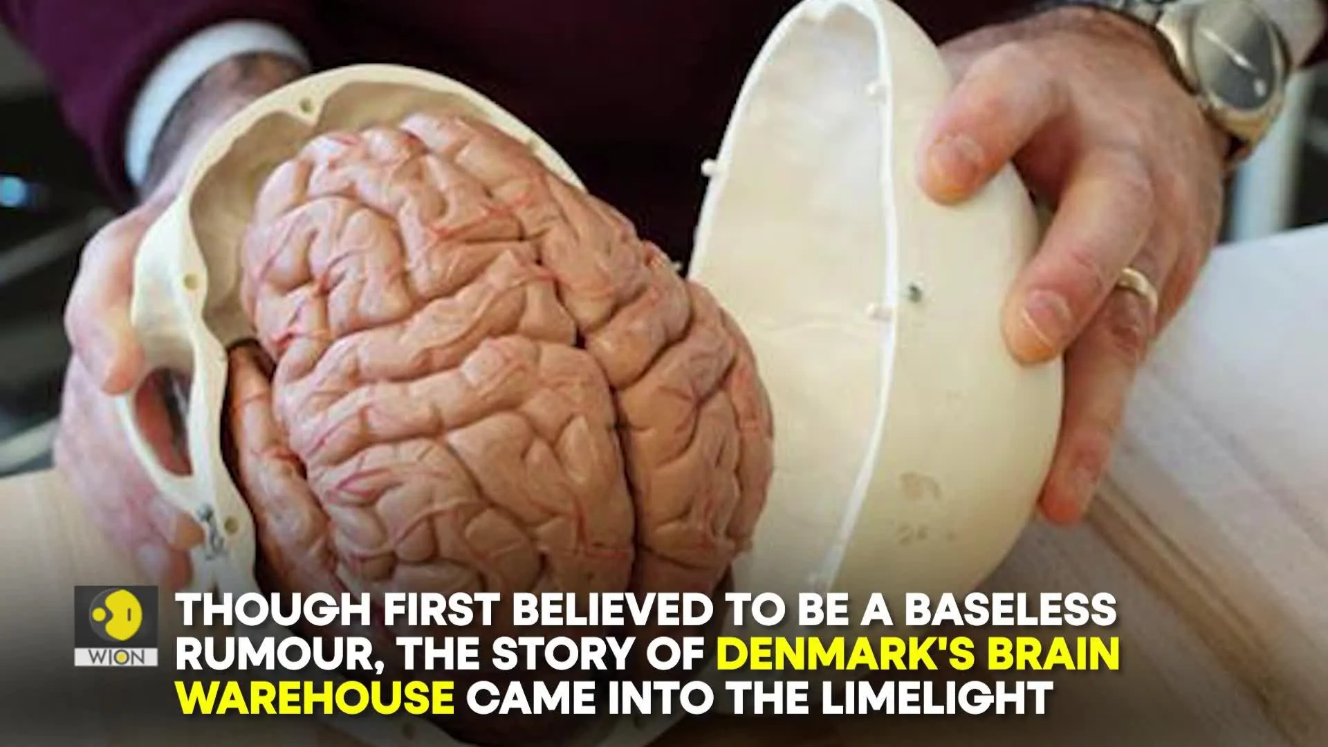 Denmark's unusual collection of almost 10,000 brains
