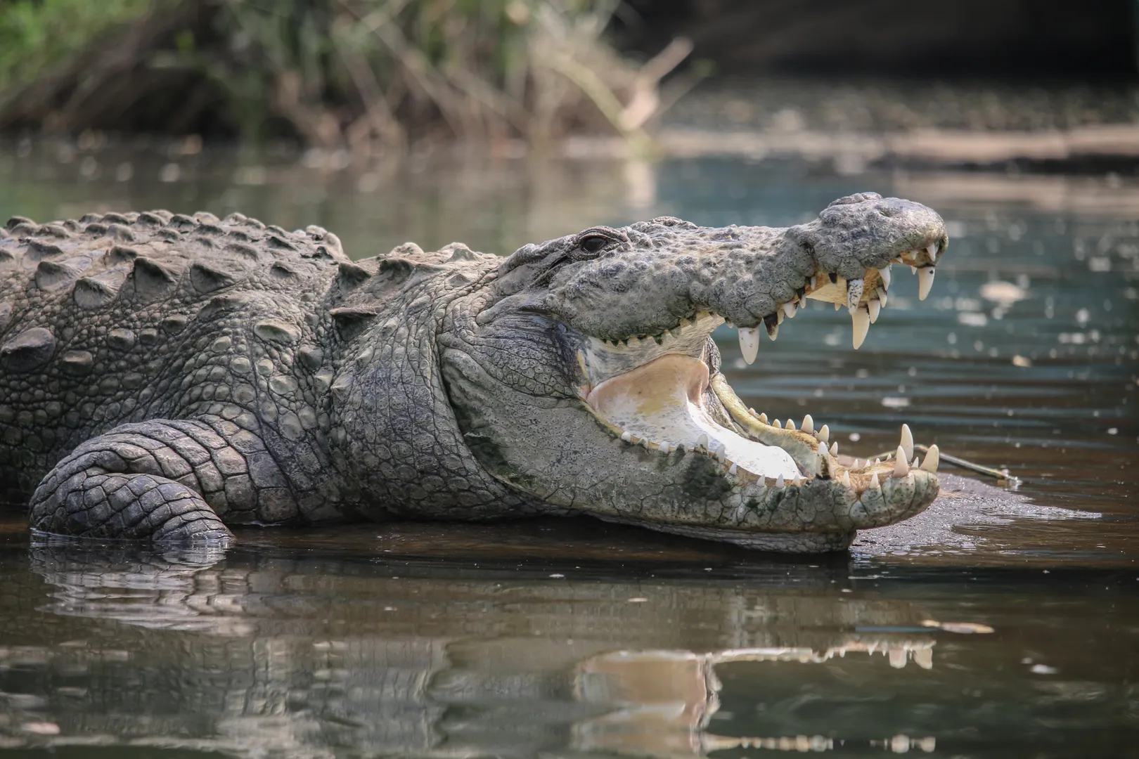 Crocodile attack: Human remains found inside reptile after Australian fishing with family went missing