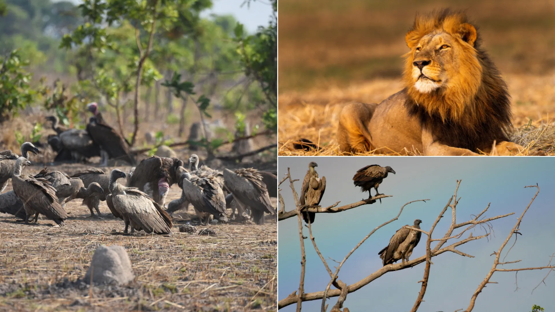 In Pics | Vulture surveillance system alerts Zambian park to poachers