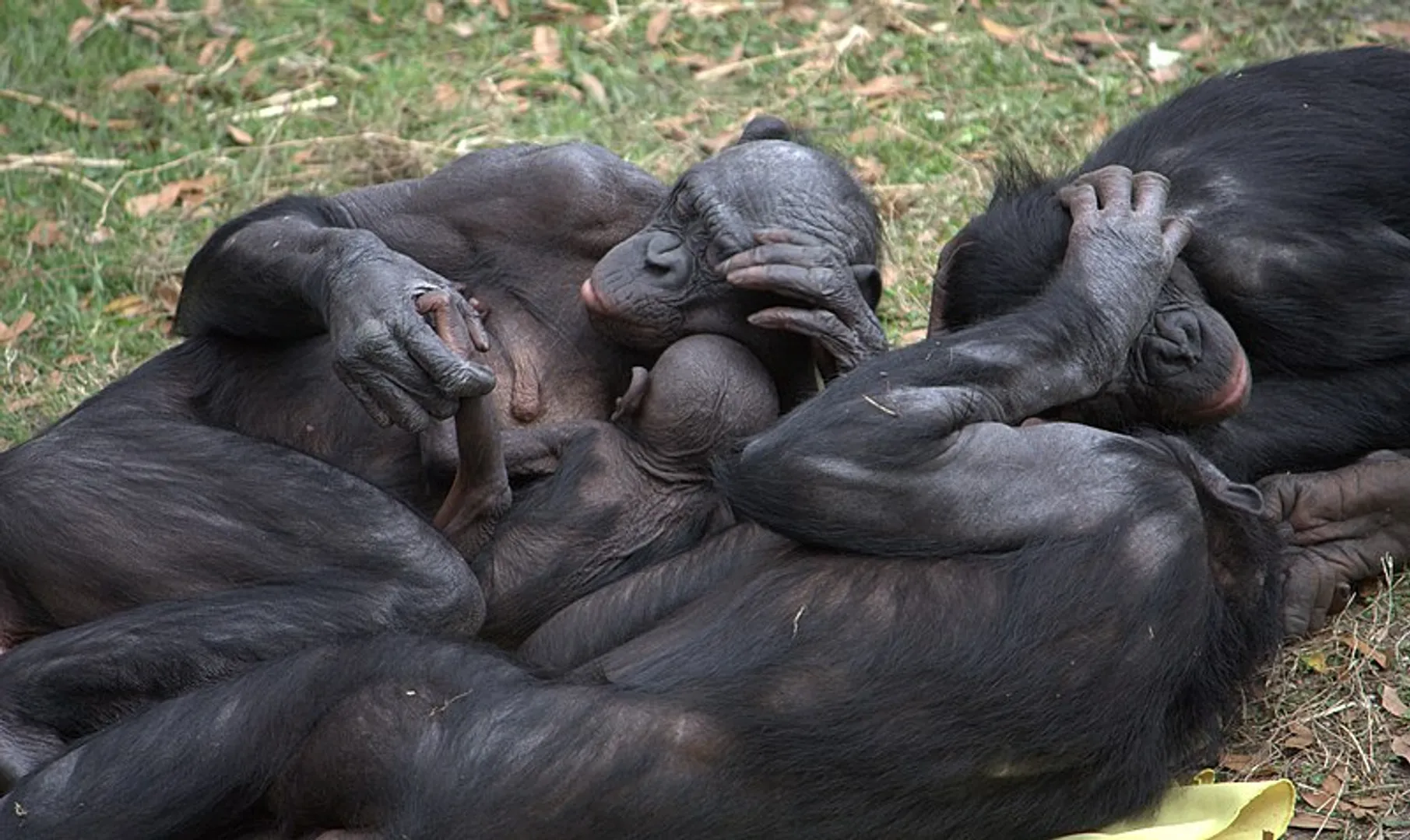 Origins of masturbation traced back to 40 million years, found primarily in male primates