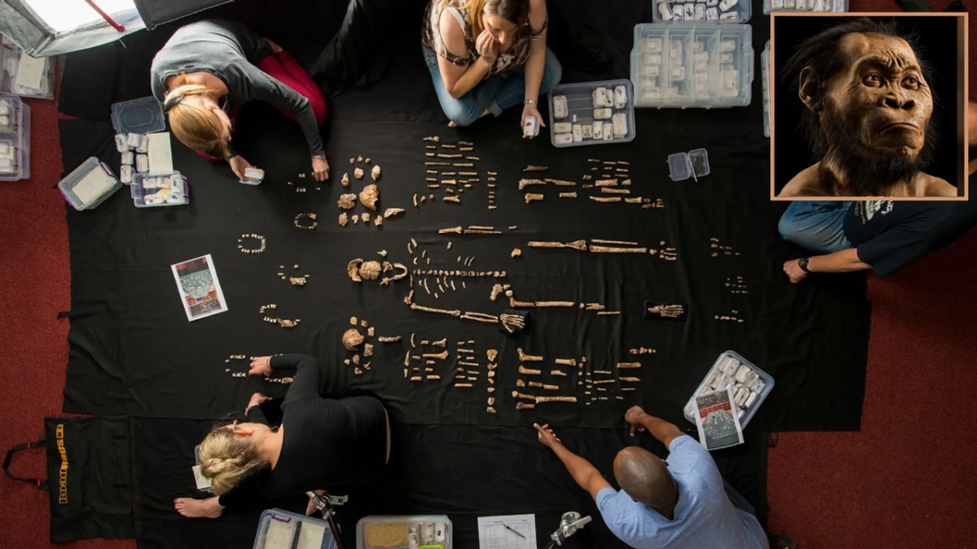 Furor in scientific community over claims that small-brained early humans were intelligent
