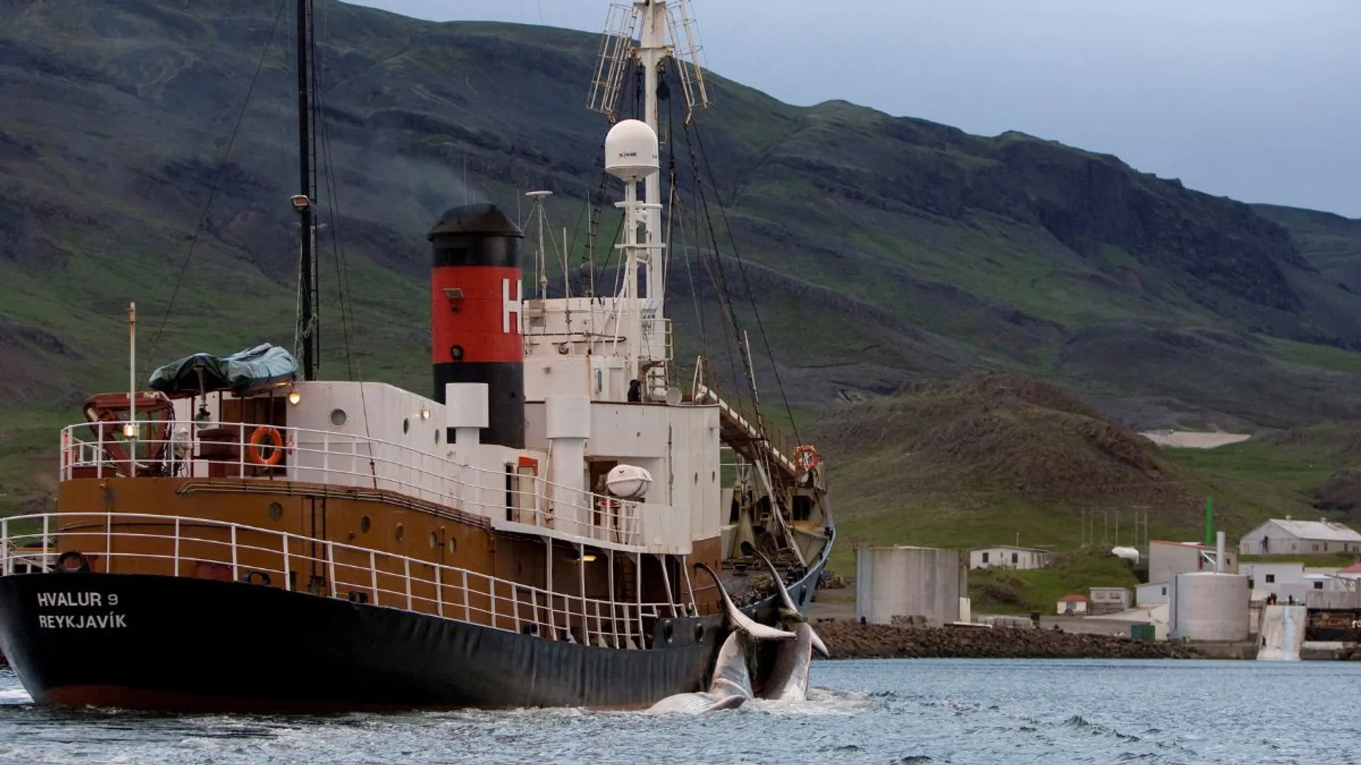 Iceland suspends whale hunting on animal welfare concerns after video shows five-hour agony