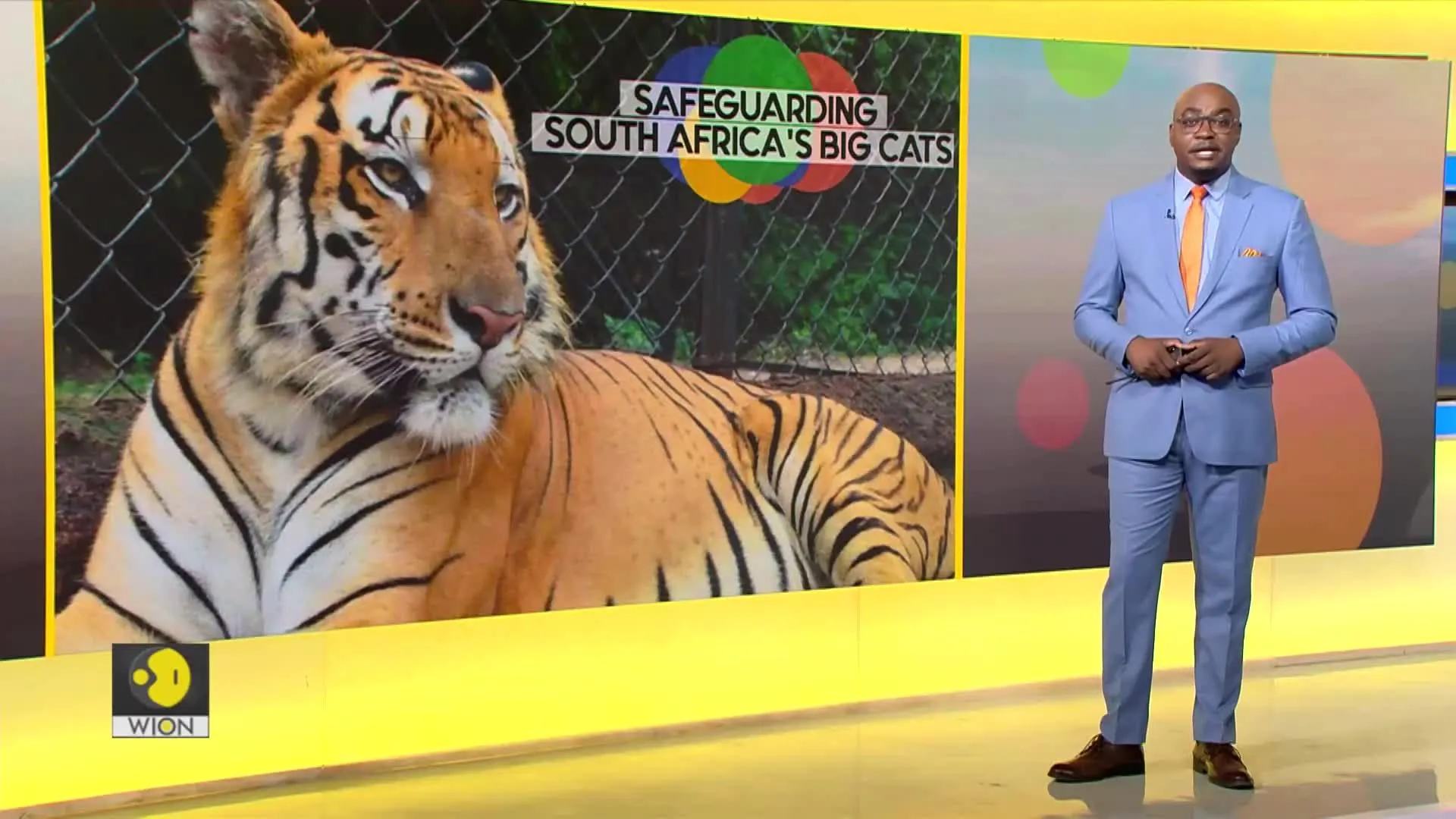South Africa to ban big cat trade?