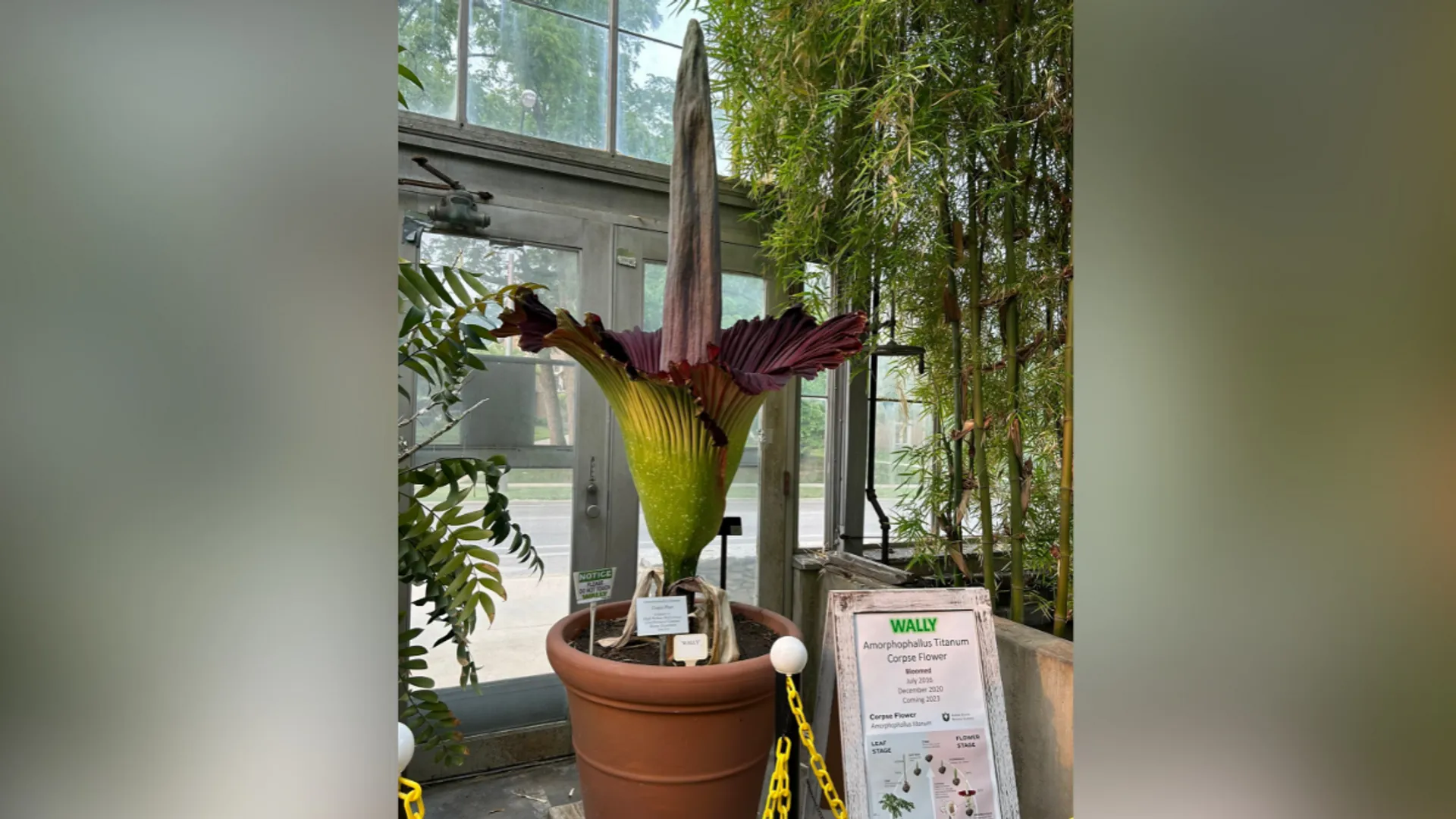 Rare corpse flower blooms in San Francisco