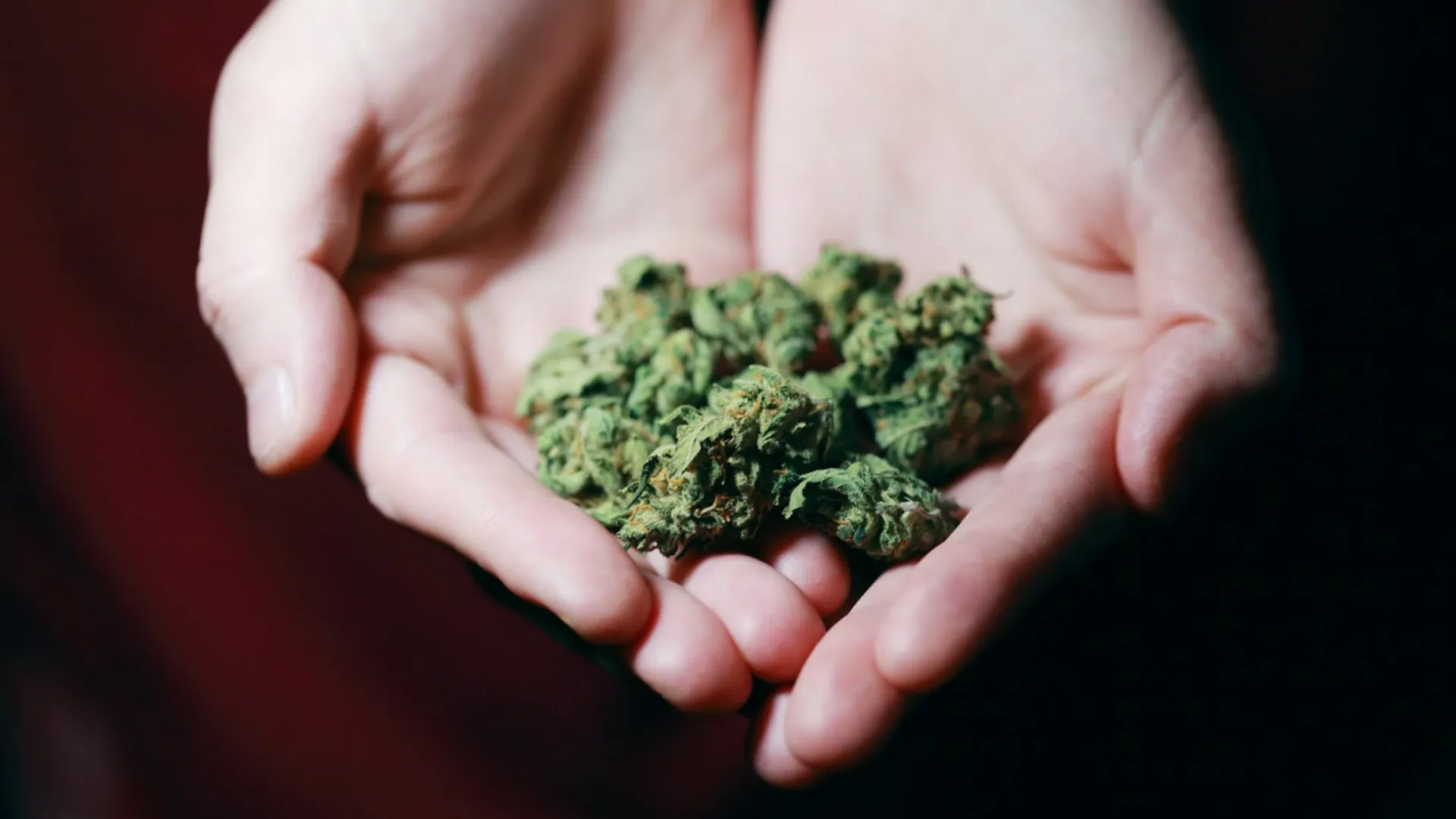 British police seize cannabis worth $146 mn, charge over 450 people in massive month-long operation