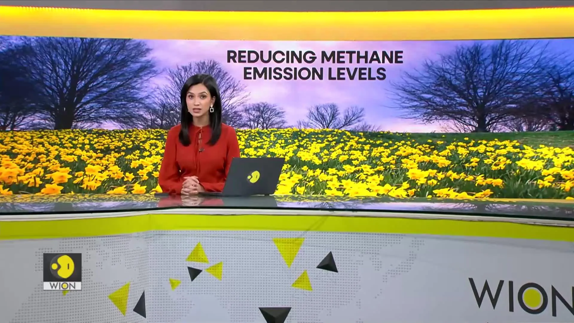 Weaponising daffodils to reduce methane emissions by cows