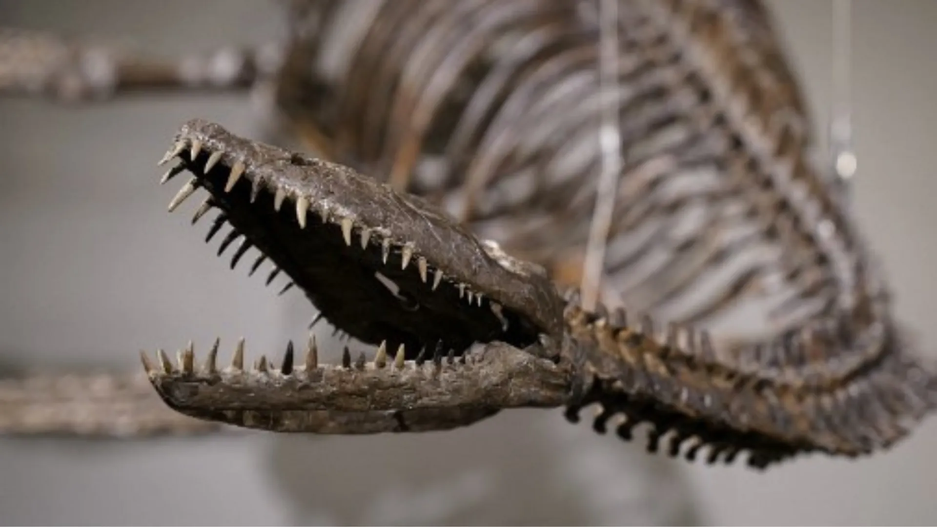 Sotheby's to auction dinosaur skeletons, including one evoking Loch Ness monster