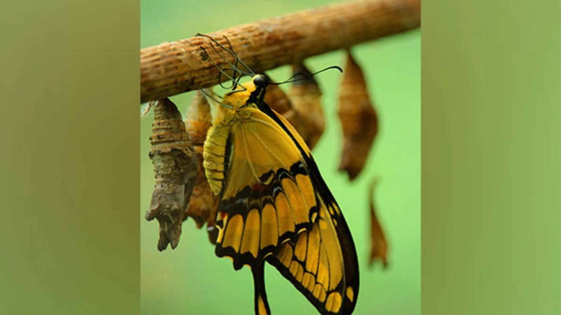 Butterflies, moths share ancient ‘blocks’ of DNA, reveals study