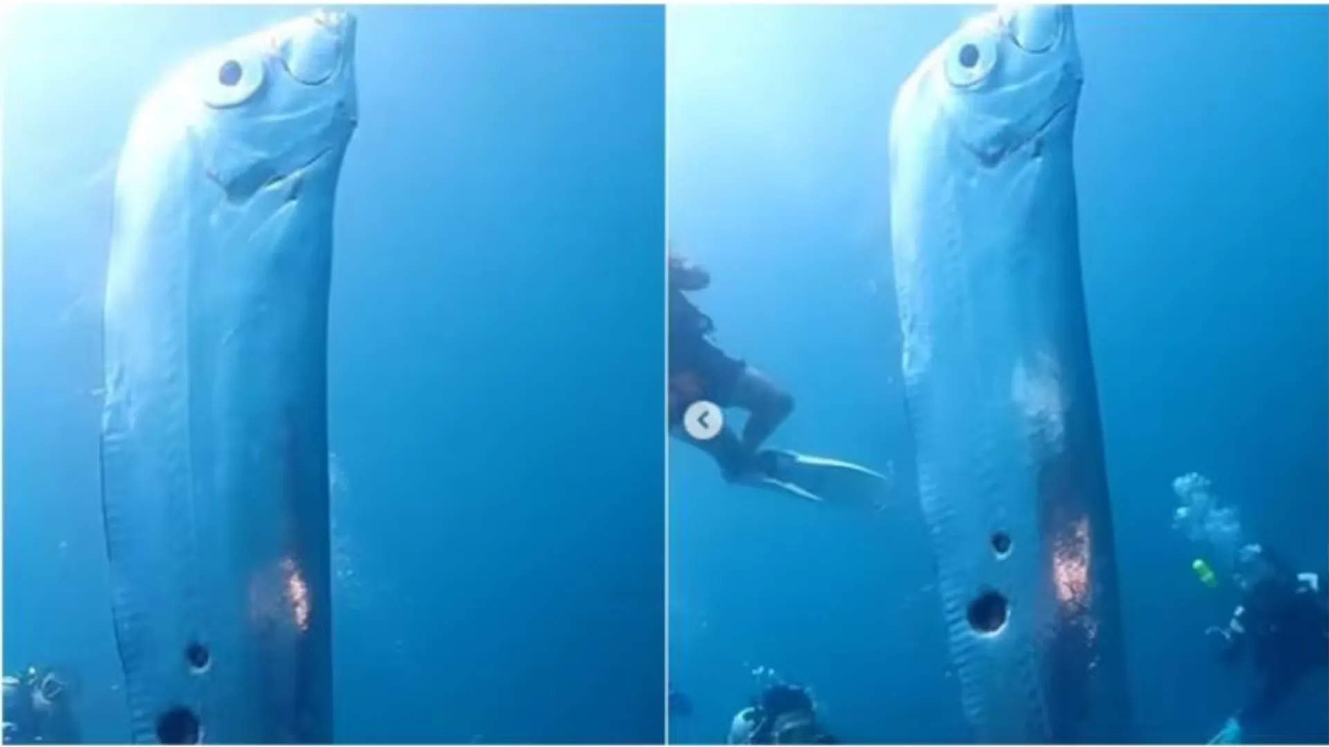 Watch | Giant oarfish, believed to be a 'harbinger of earthquakes', spotted in Taiwan