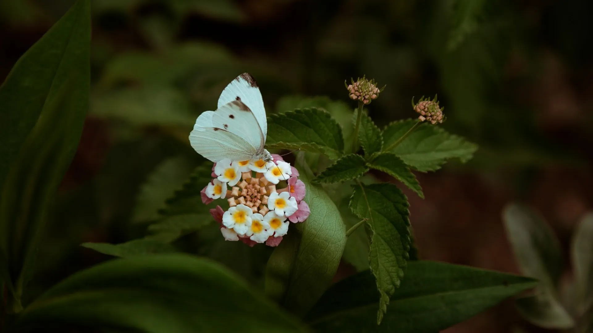 Painted lady butterflies defy the odds, first evidence shows it crossed an ocean