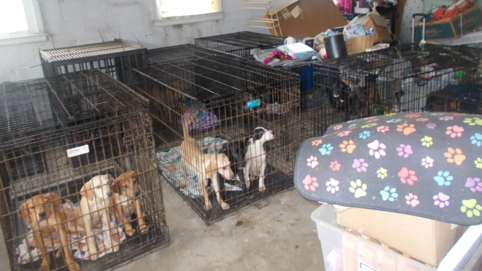 Ohio animal rescue nightmare: 30 dead dogs discovered, 90 more rescued from horrific conditions