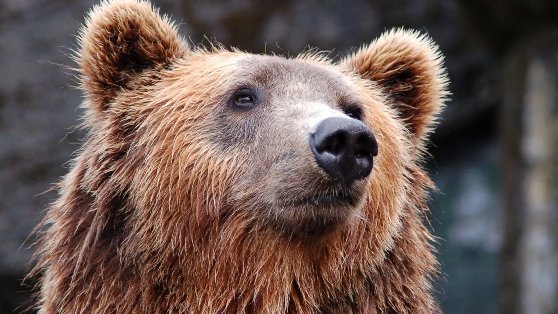 Watch | Bear breaks free from cargo crate on passenger flight in Dubai
