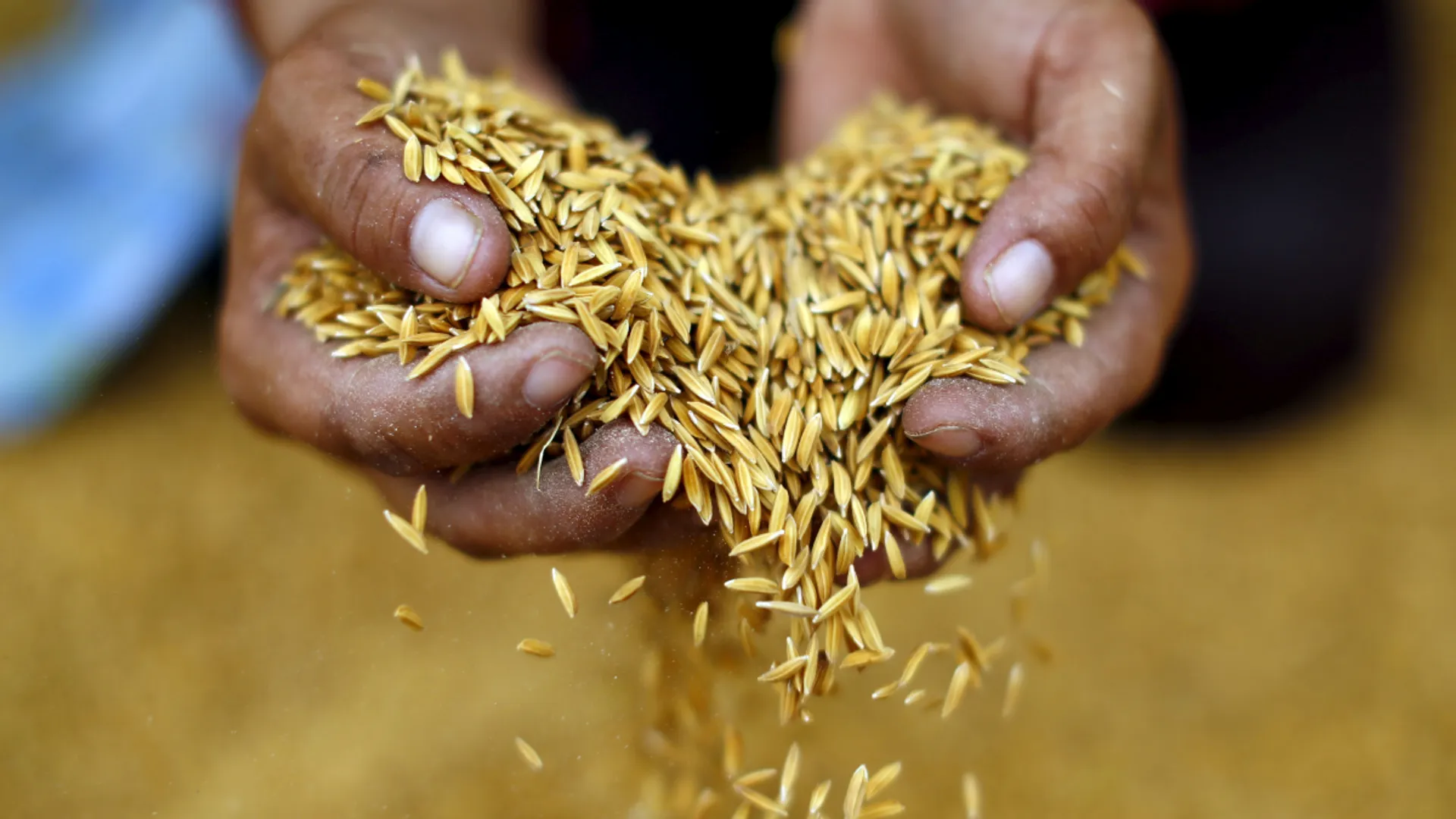 Thailand says no rice export halt, to benefit from India's export ban