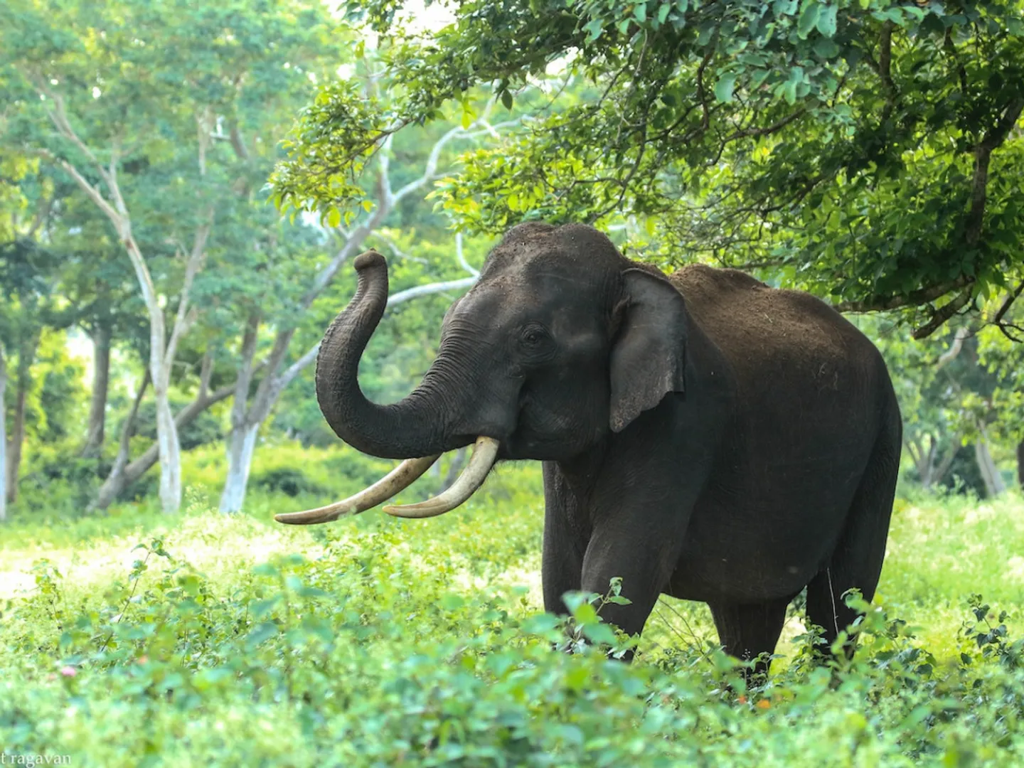 World Elephant Day 2023: Date, history, significance and all you need to know