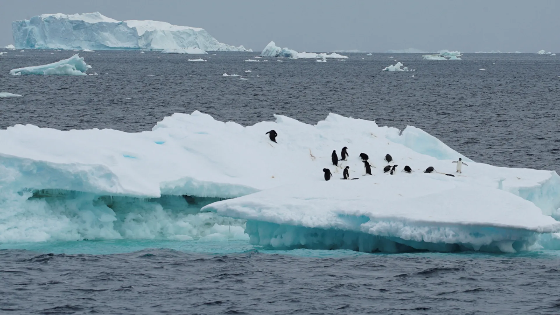 Scientists fear for penguins in Antarctica as one dies of deadly H5N1 bird flu strain