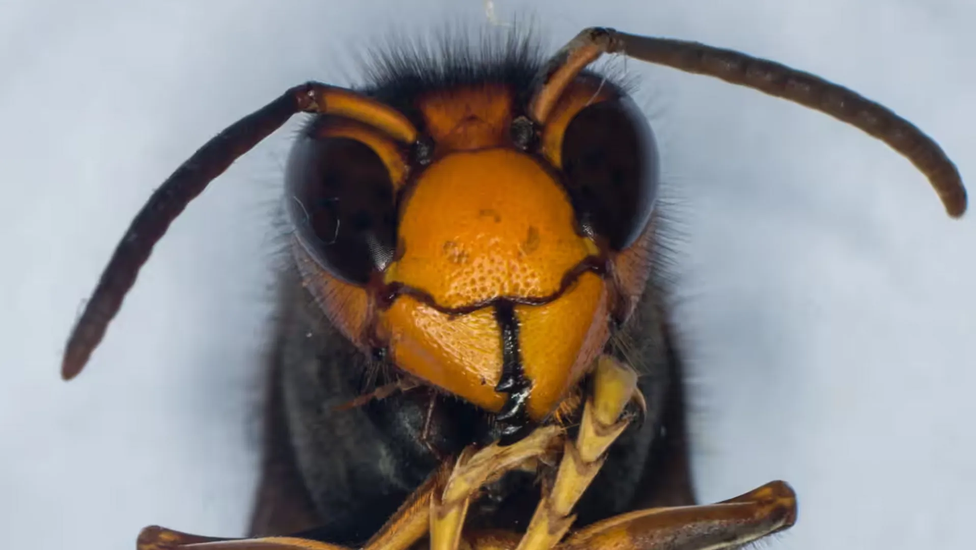Mio Dio! Hornets have taken over Rome, causing serious injuries and even death