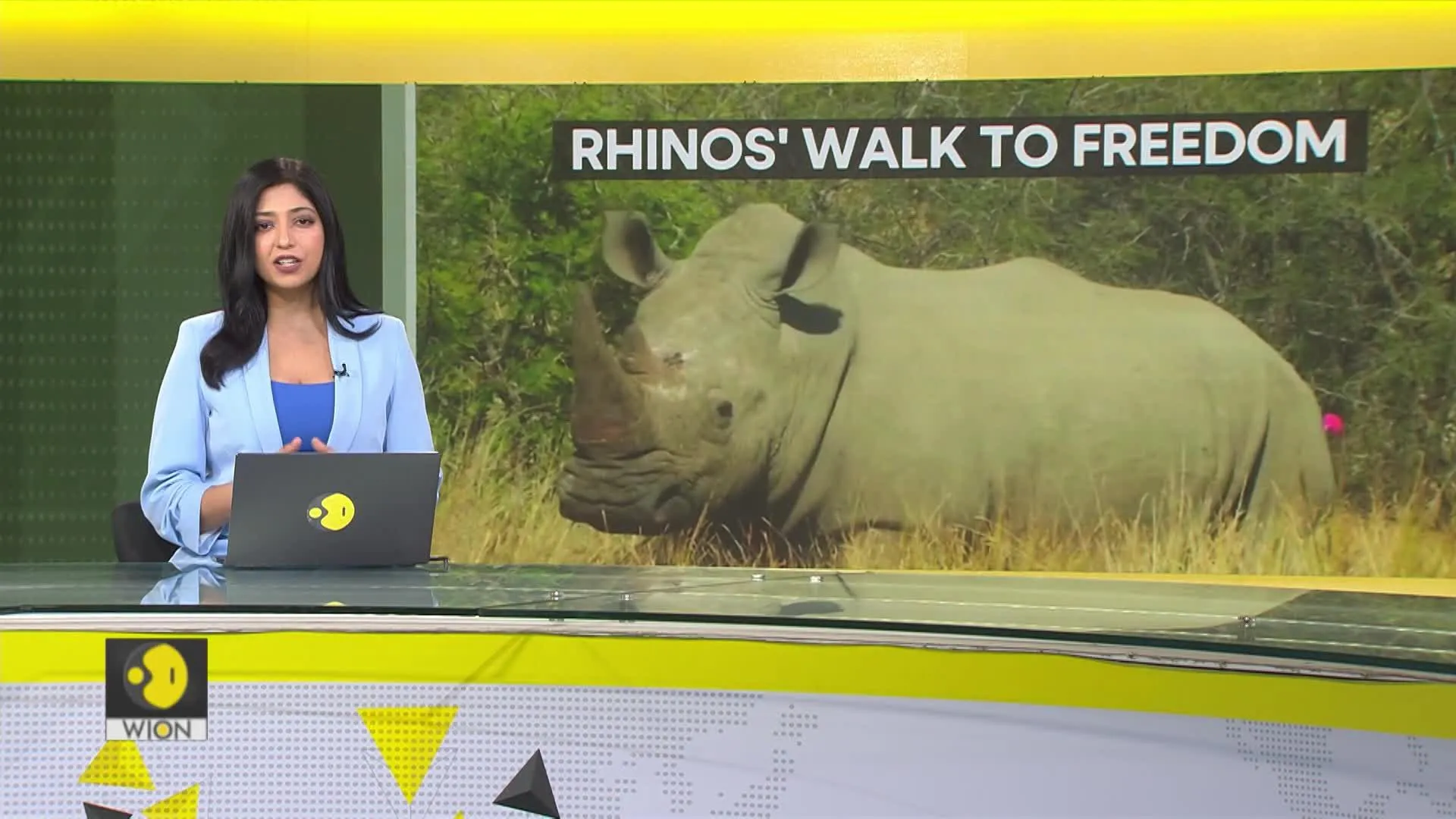 NGO African parks to release white rhinos in South Africa