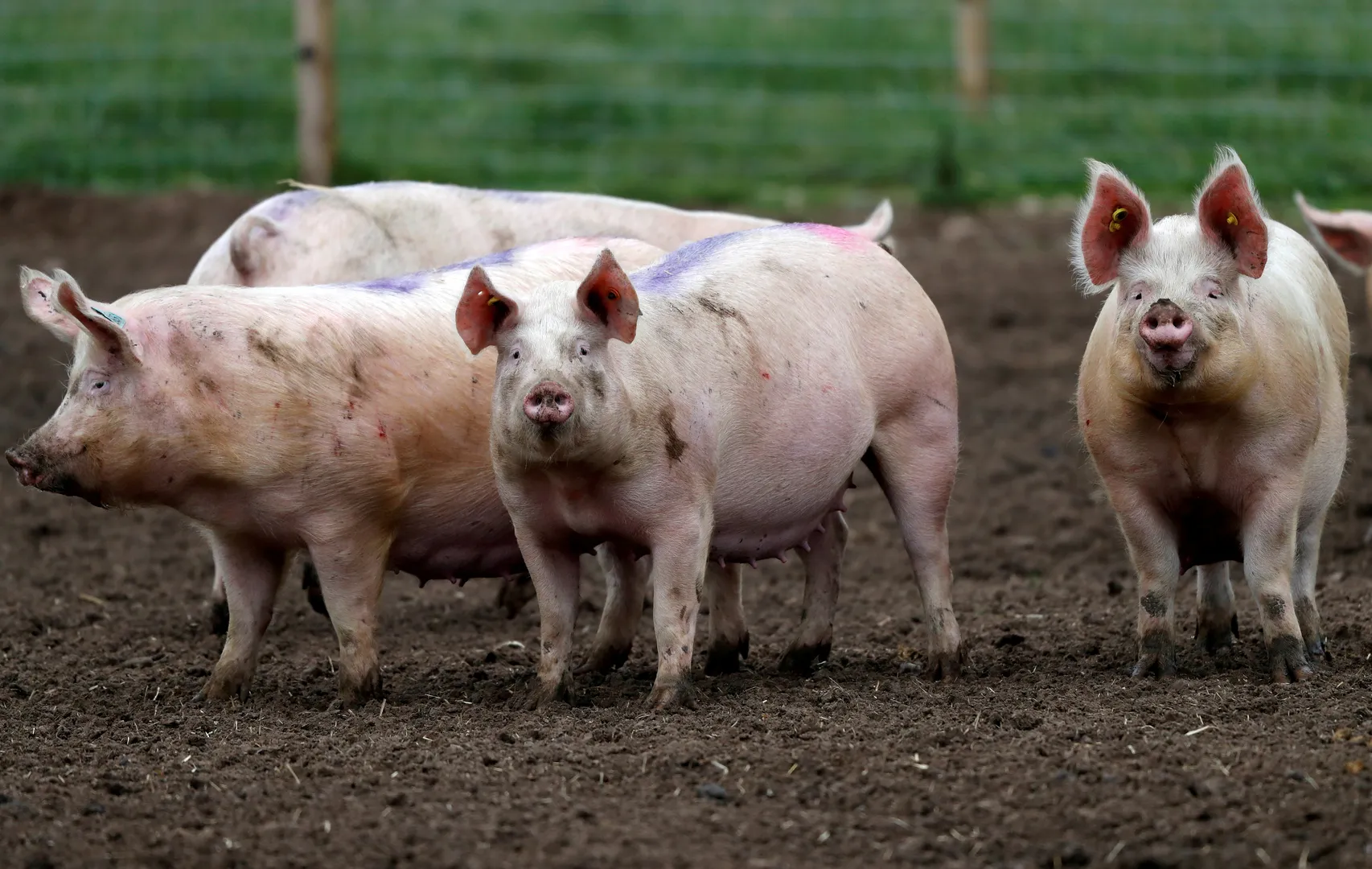 South African farmer kills, 'feeds' two Black women to pigs, sparks outrage