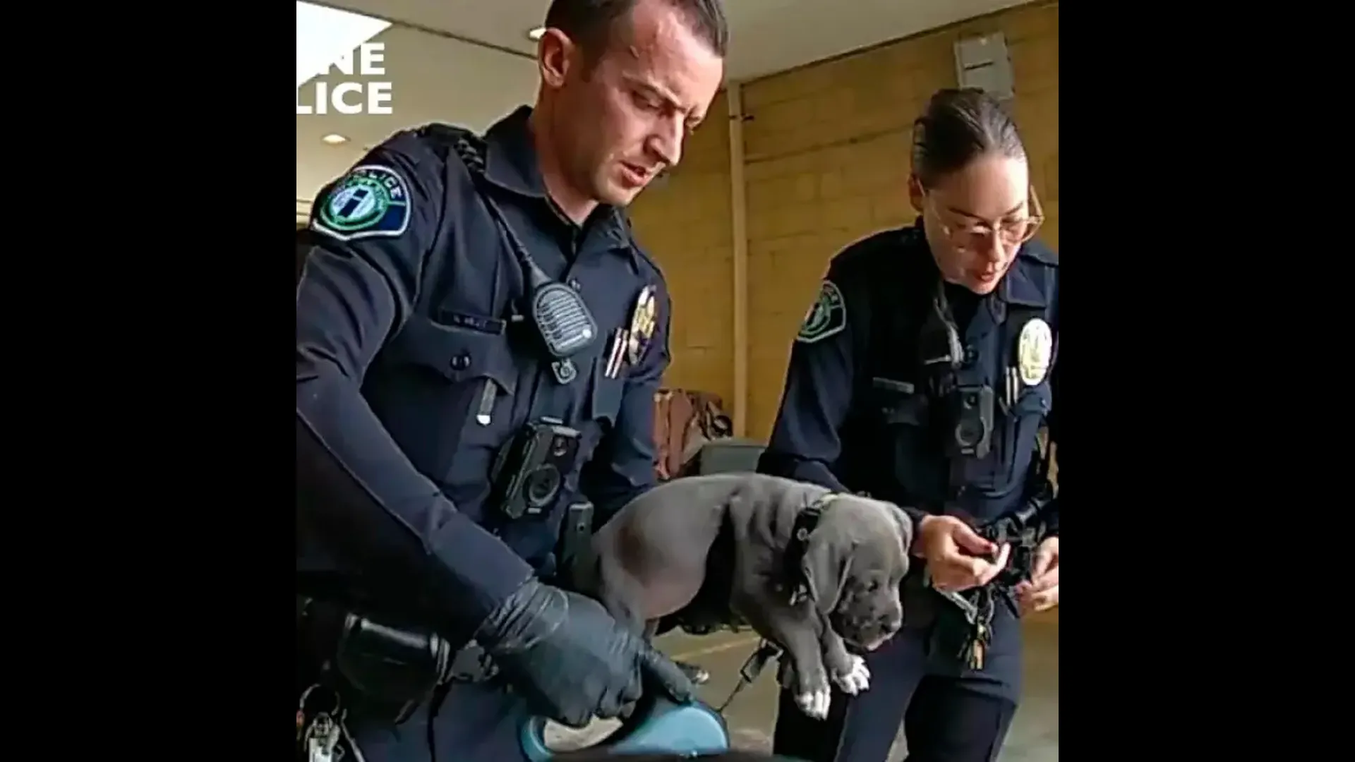 A puppy got exposed to fentanyl in the US. This is what happened next