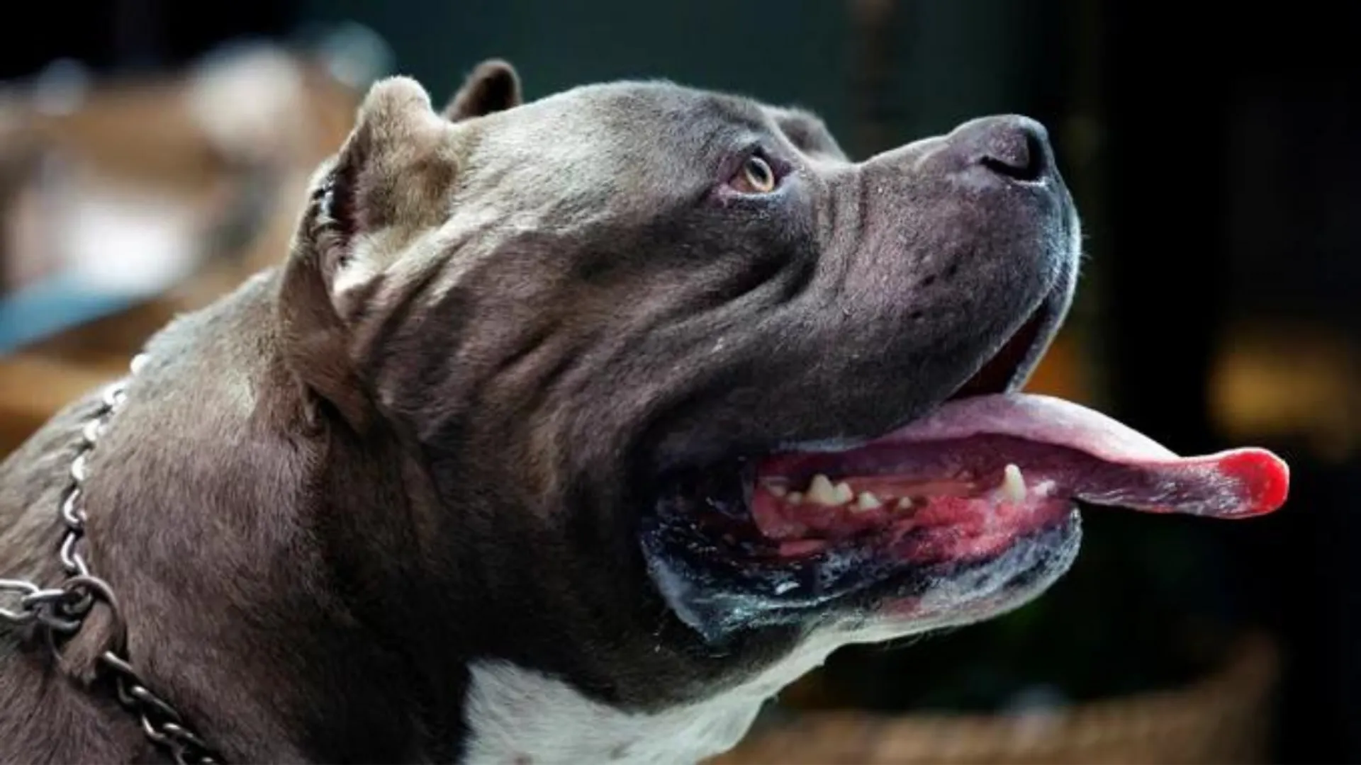 After Sunak's ban, internet is flooded with sale ads for American XL Bully dogs at dirt-cheap prices