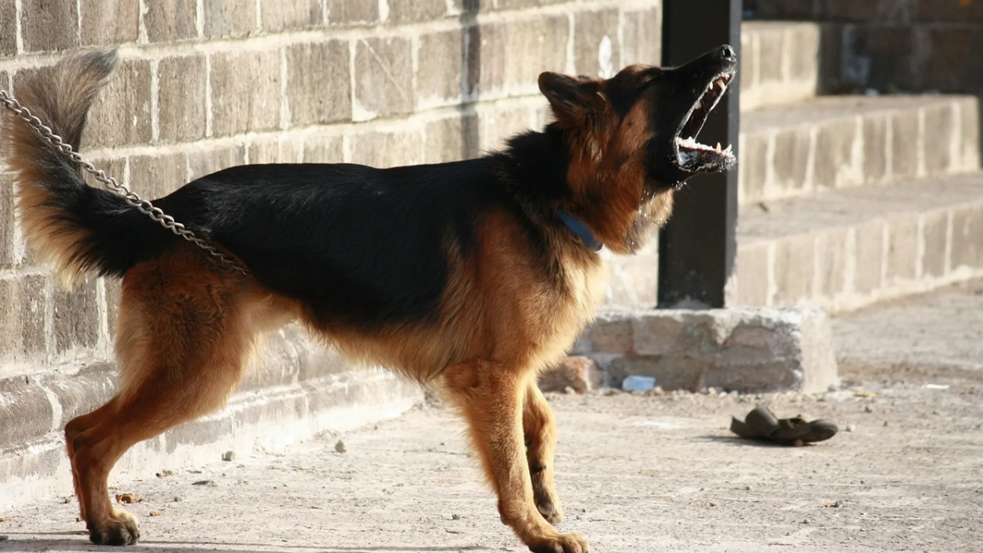 India: Drug dealer trained dogs to bite people in police uniform during raids