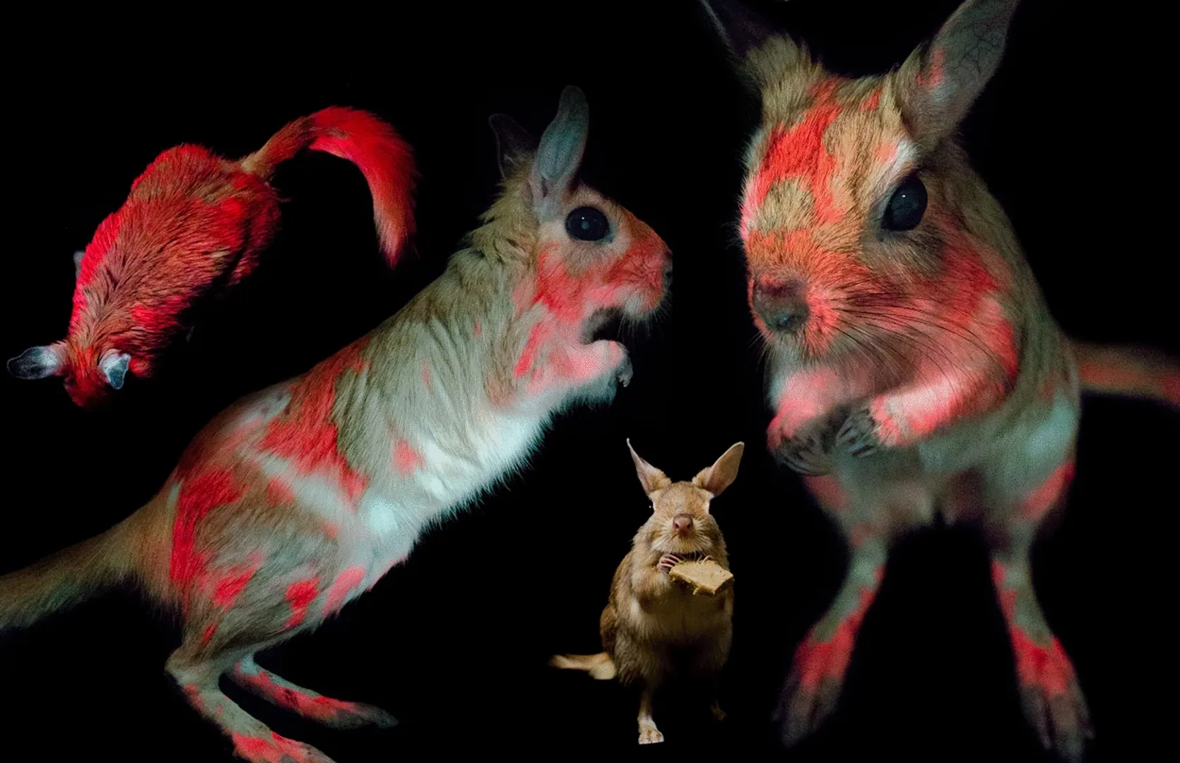 Fluorescence in mammals highly common but purpose still unknown: Study