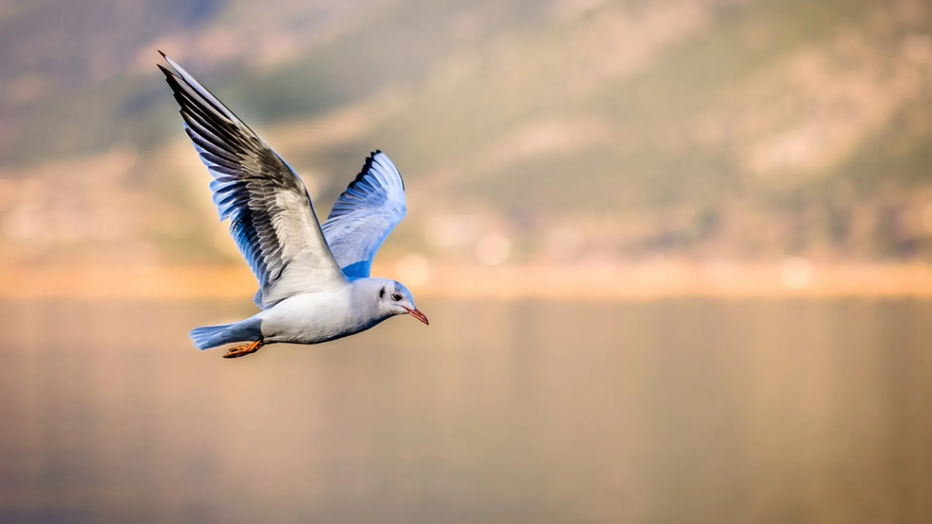 Narco-driven deforestation threatens tropical birds, reveals study
