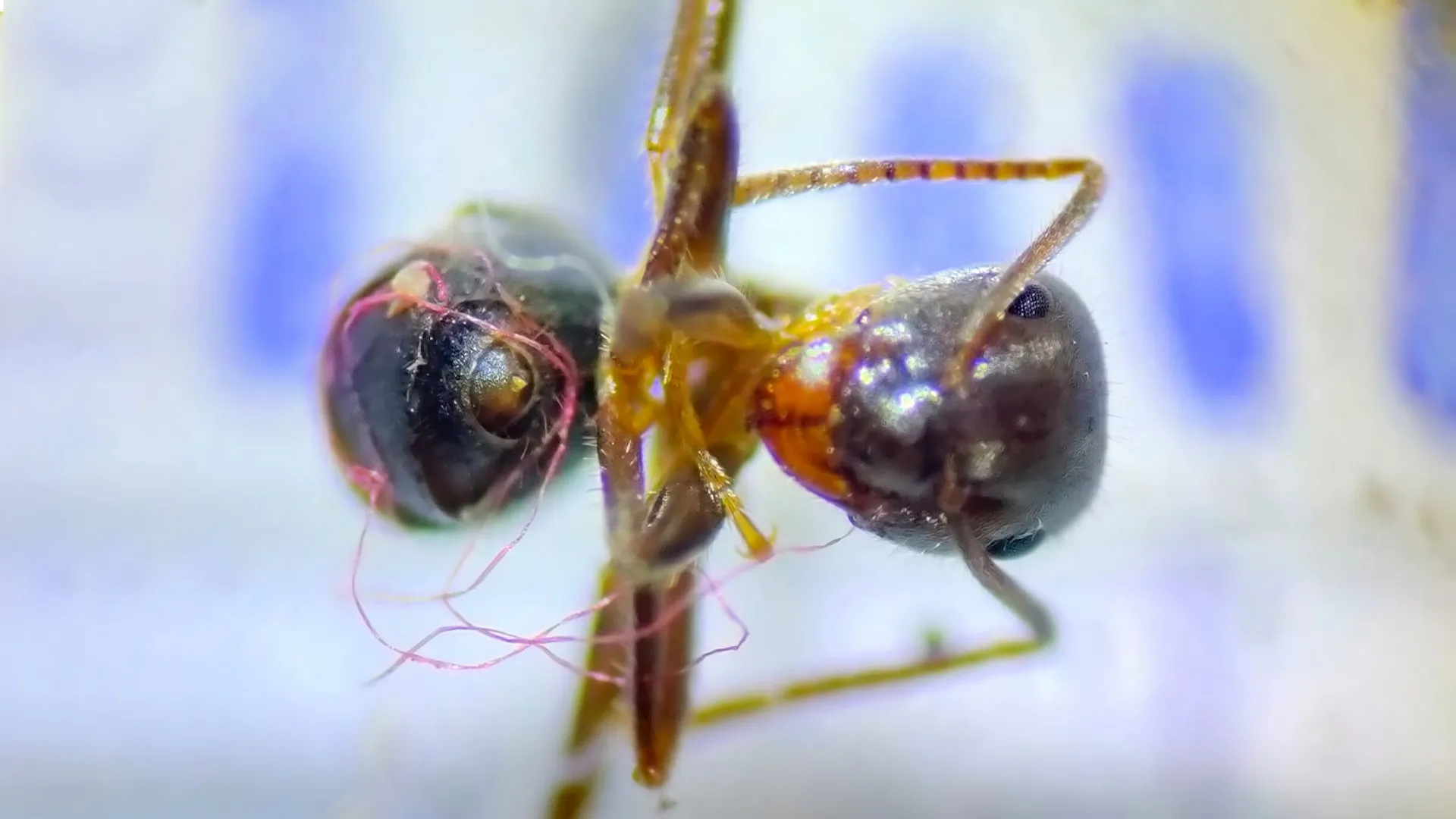 Ants worst affected by plastic waste, get snared in microparticles: Study