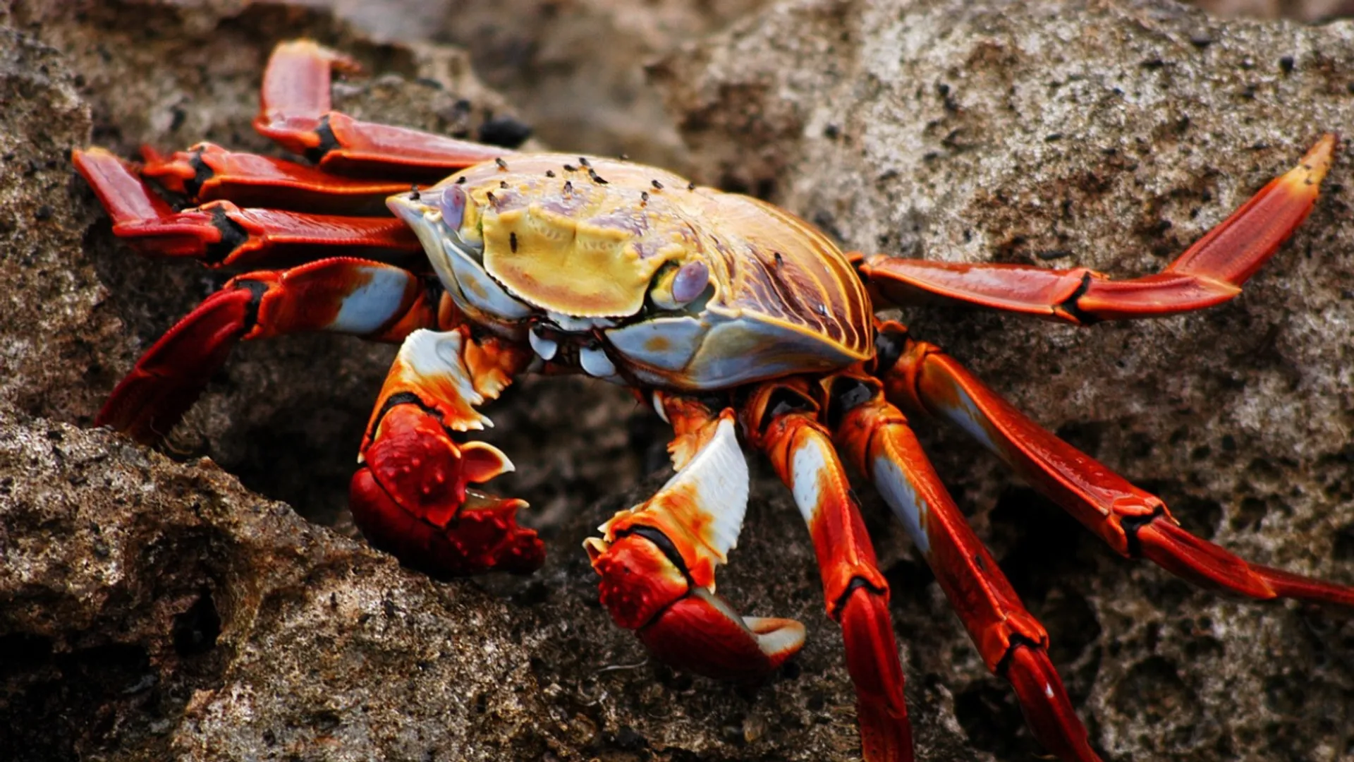 Here's why billions of crabs disappeared from ocean around Alaska