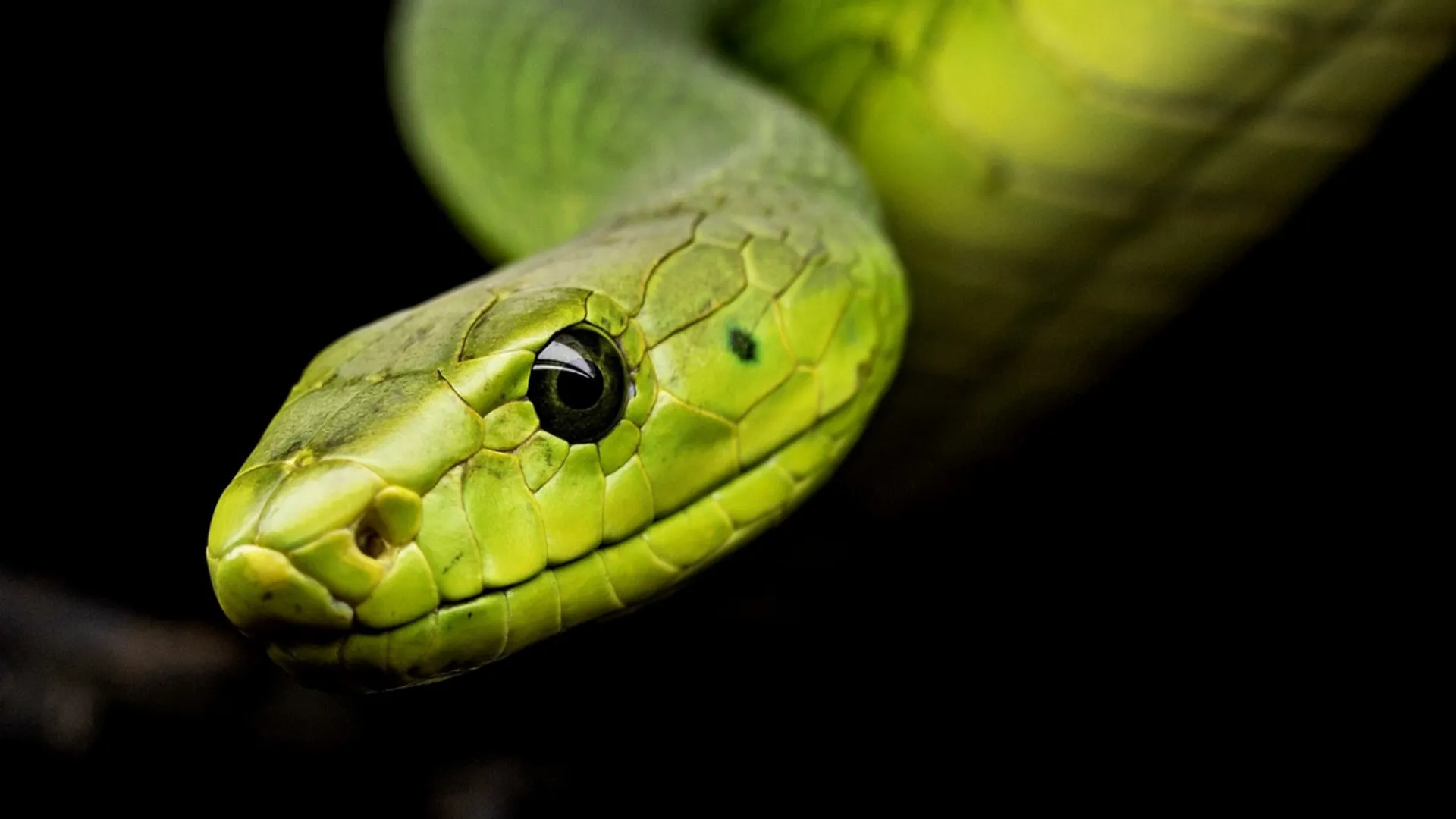 Snakes have ability to evolve more quickly than their close relatives, reveals study