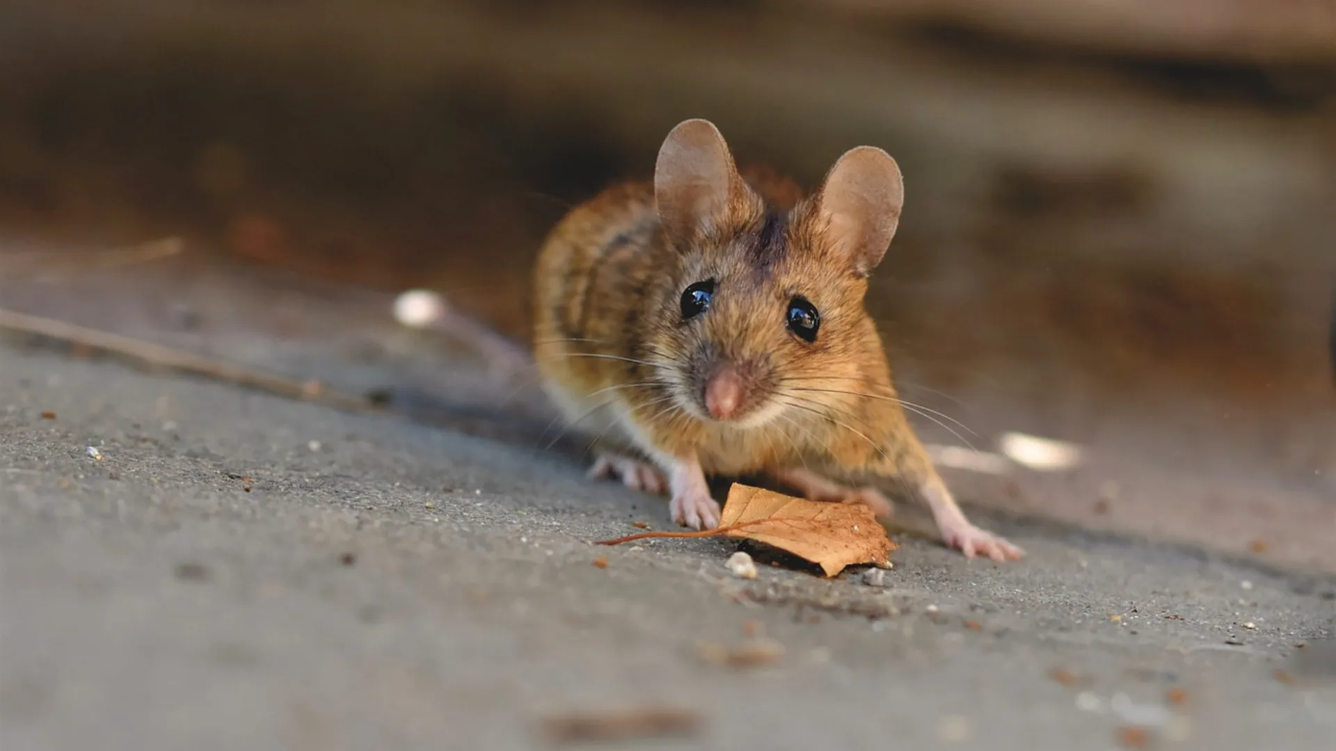 Scientists grow mouse embryos in space, pave way for human reproduction research