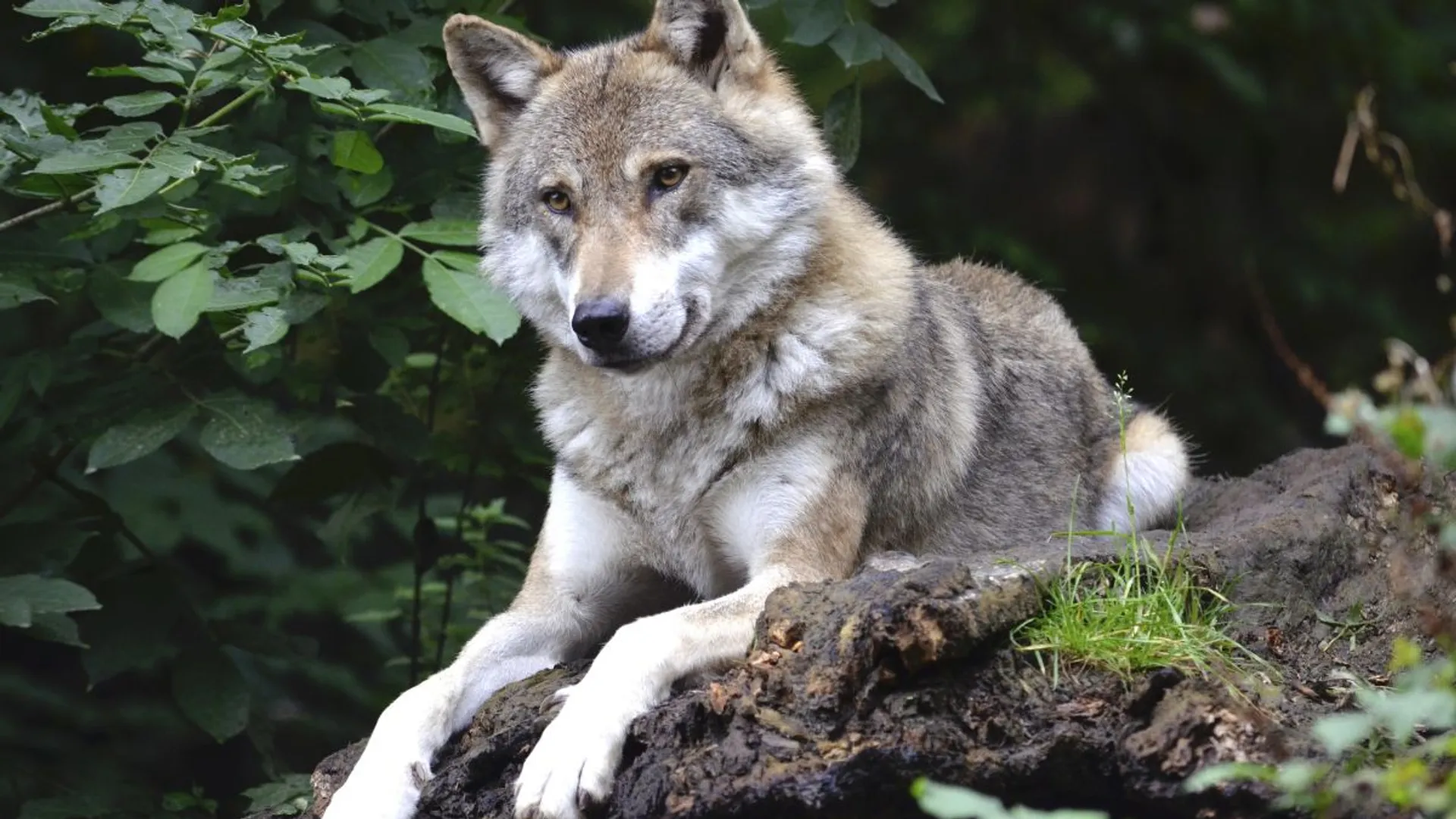 Wolf caught after attacks kill 9 people in India's Uttar Pradesh in 45 days. What is 'Operation Bhediya?'