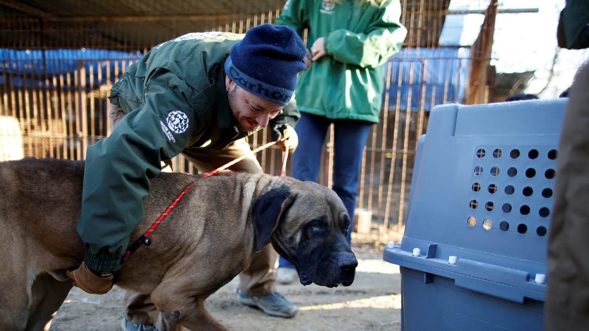 South Korea plans complete ban on eating of dog meat by 2027