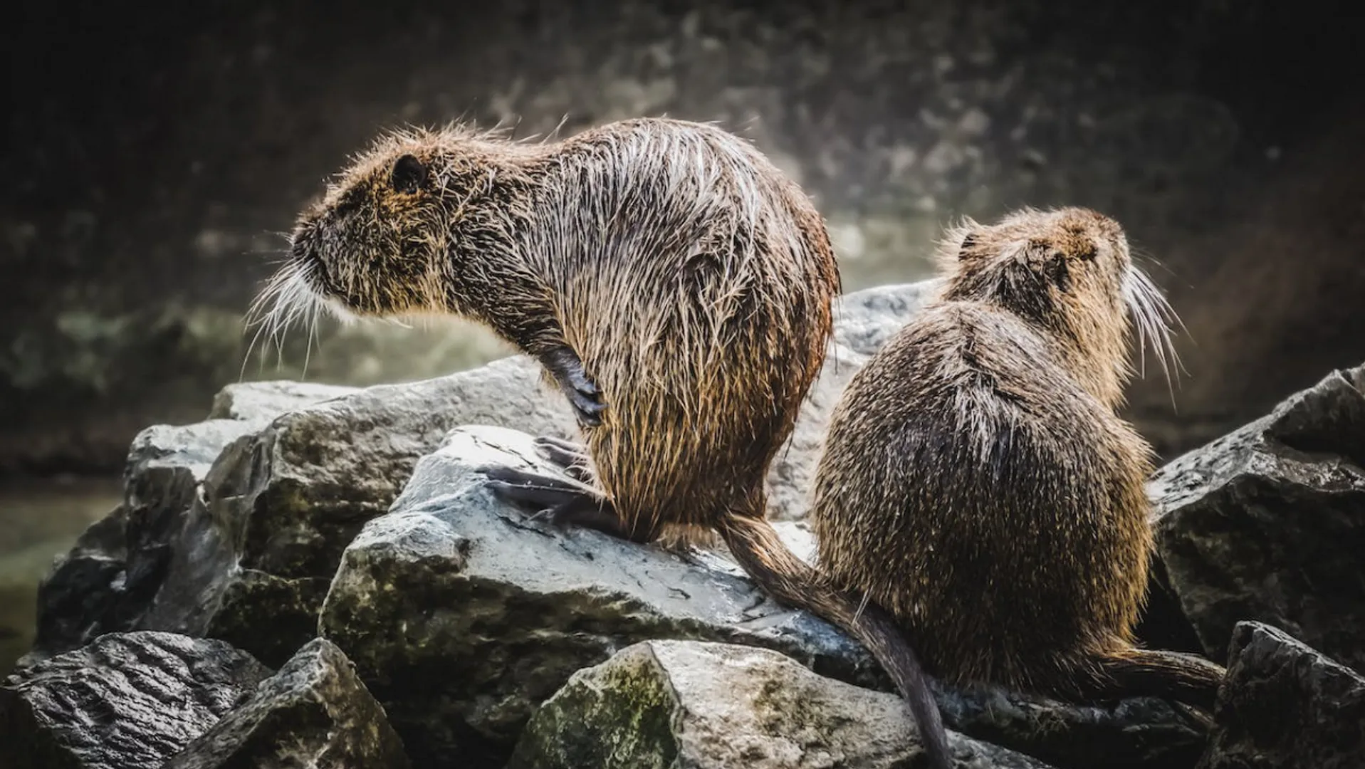 400,000-year-old twist: Beavers were on food menu for early humans, reveals study